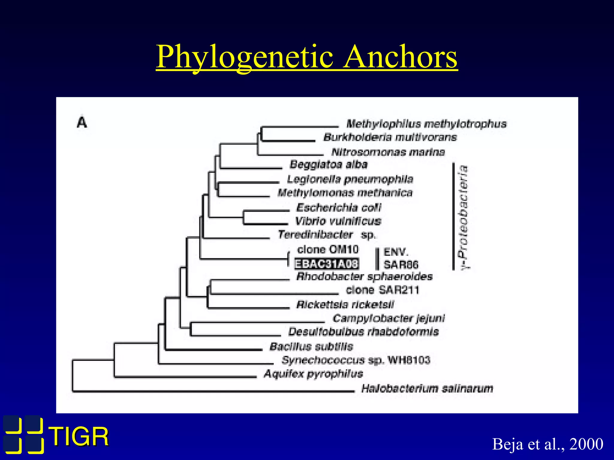 TIGRTIGR
Phylogenetic Anchors
Beja et al., 2000
 