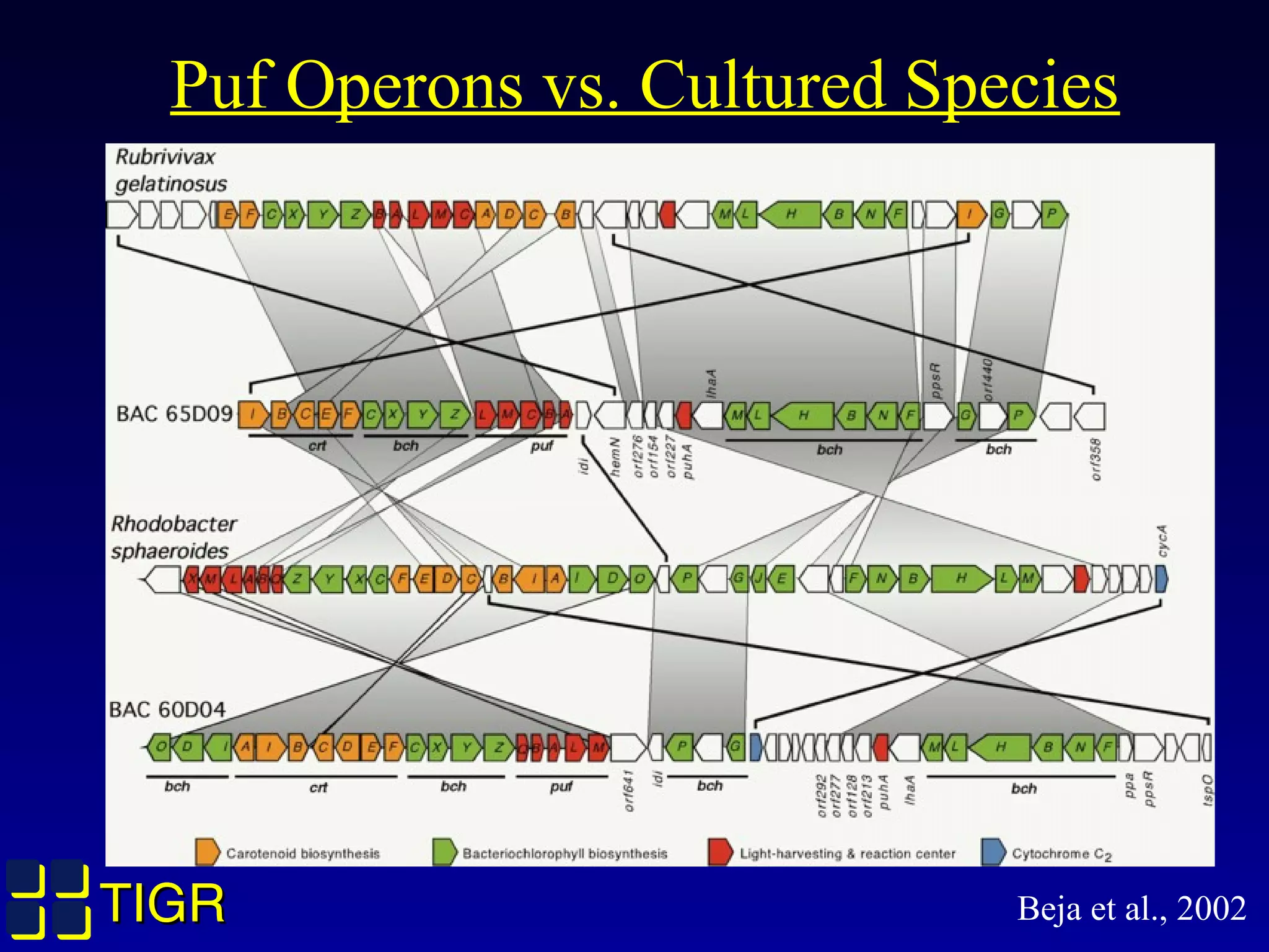 TIGRTIGR
Puf Operons vs. Cultured Species
Beja et al., 2002
 