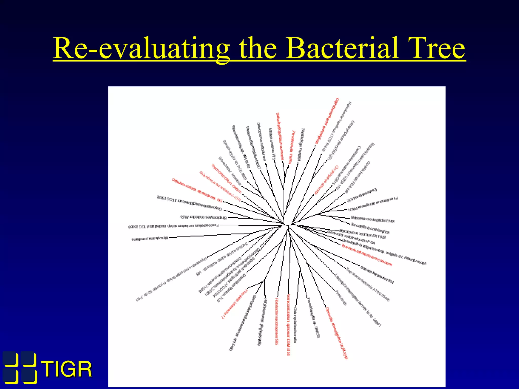 TIGRTIGR
Re-evaluating the Bacterial Tree
 