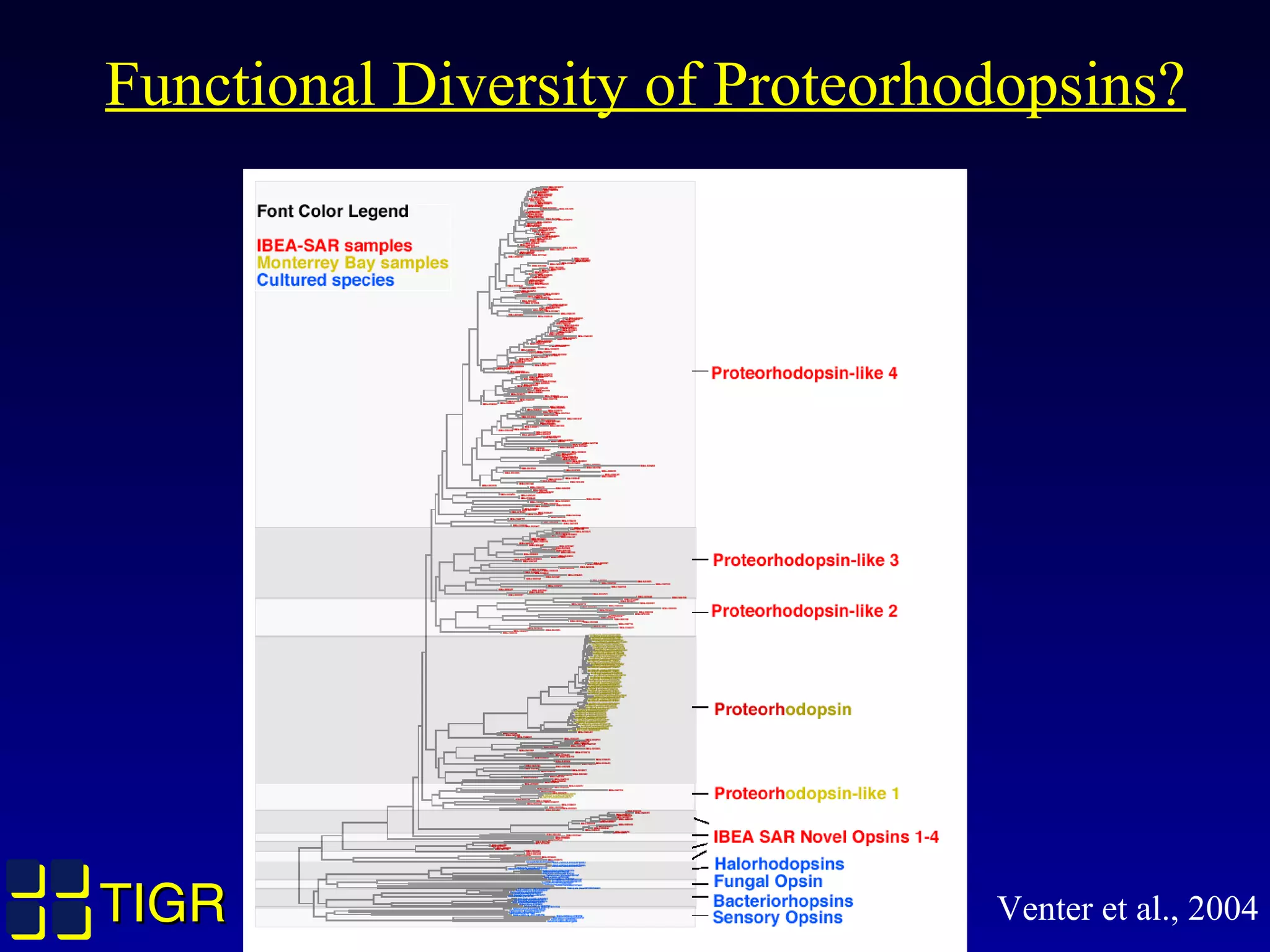 TIGRTIGR
Functional Diversity of Proteorhodopsins?
Venter et al., 2004
 