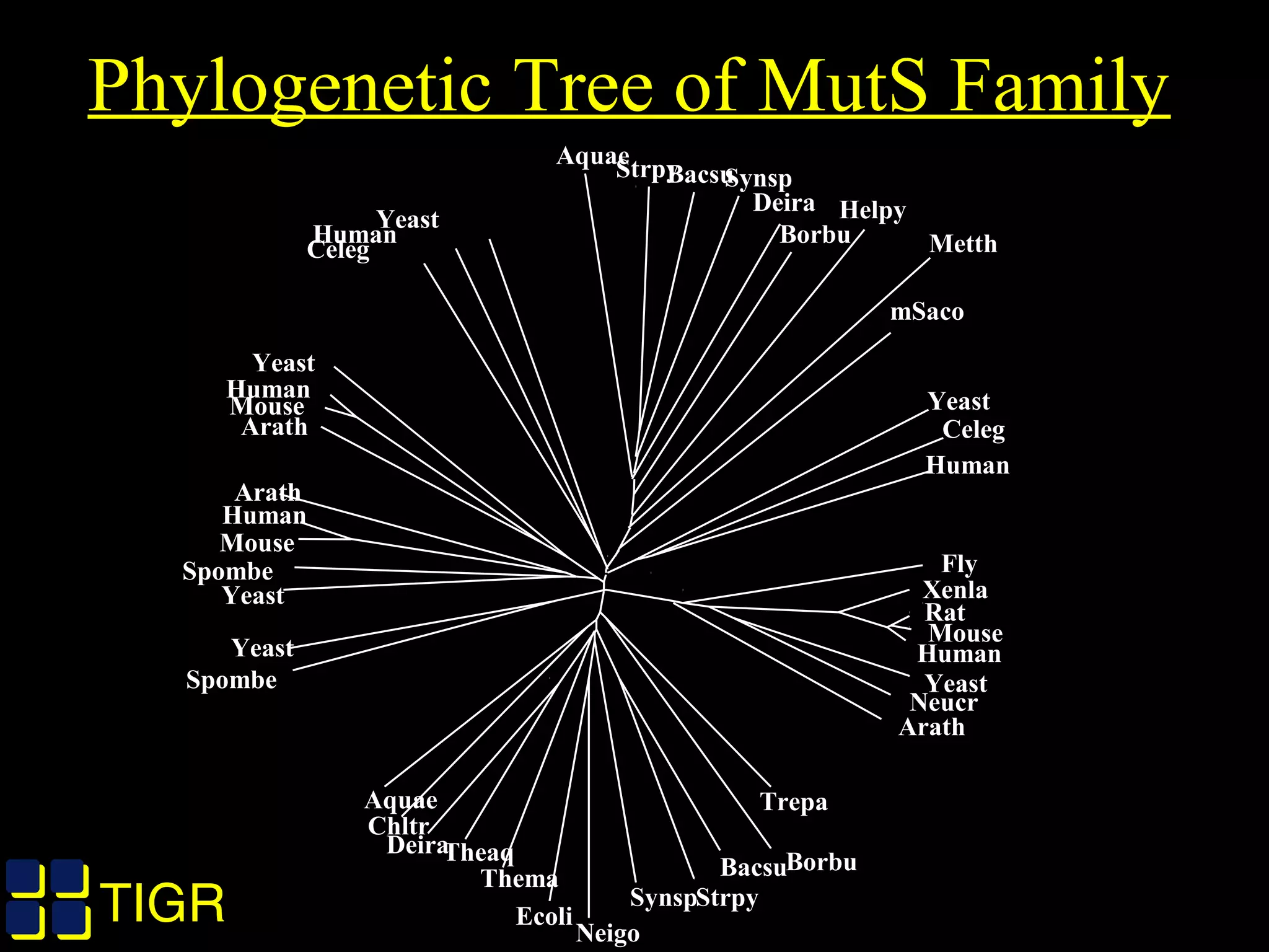 TIGRTIGR
Phylogenetic Tree of MutS Family
Aquae Trepa
Fly
Xenla
Rat
Mouse
Human
Yeast
Neucr
Arath
Borbu
Strpy
Bacsu
Synsp
Ecoli
Neigo
Thema
TheaqDeira
Chltr
Spombe
Yeast
Yeast
Spombe
Mouse
Human
Arath
Yeast
Human
Mouse
Arath
StrpyBacsu
Celeg
Human
Yeast
MetthBorbu
Aquae
Synsp
Deira Helpy
mSaco
Yeast
Celeg
Human
 
