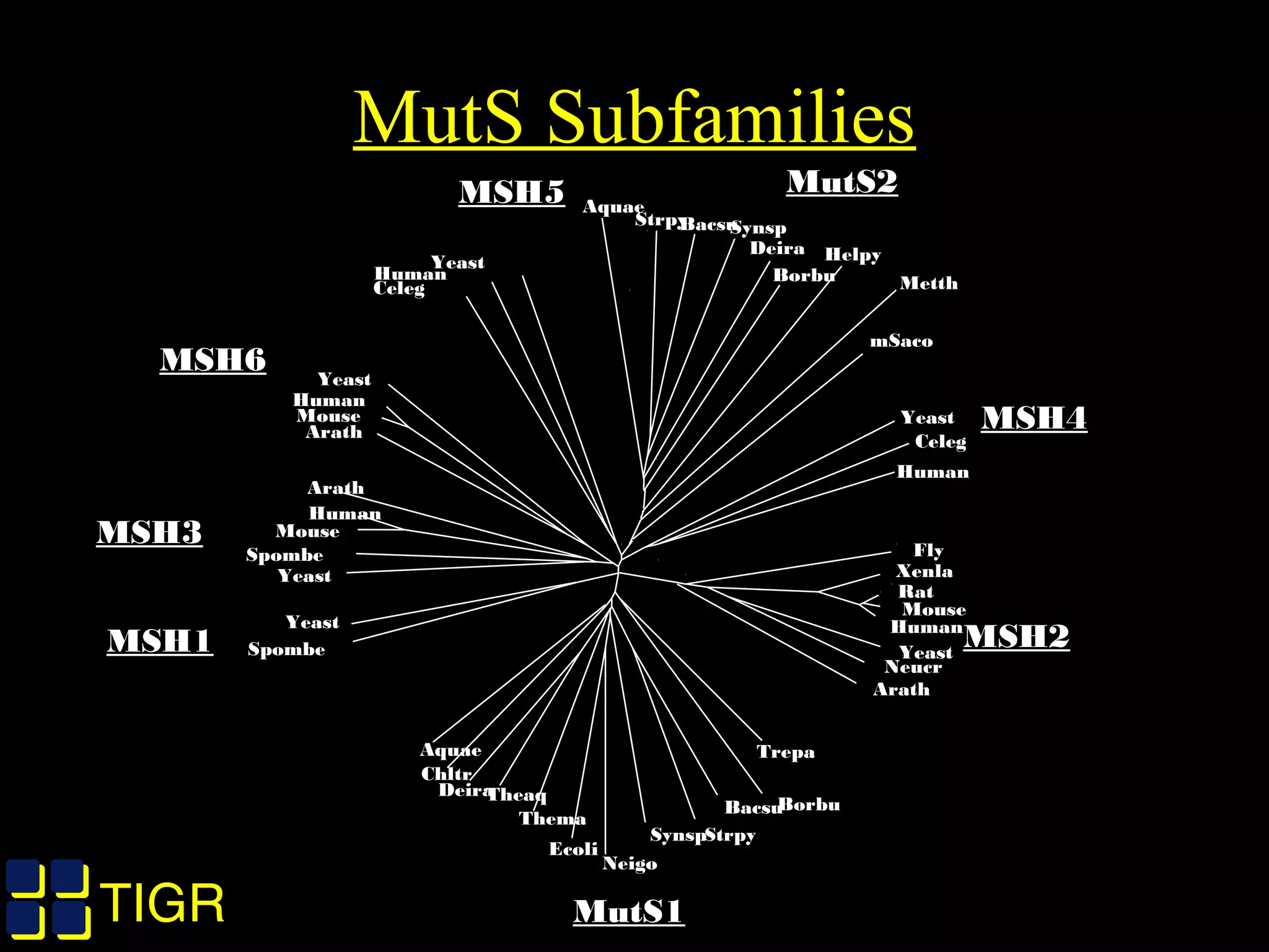 TIGRTIGR
MutS Subfamilies
Aquae Trepa
Fly
Xenla
Rat
Mouse
Human
Yeast
Neucr
Arath
Borbu
Strpy
Bacsu
Synsp
Ecoli
Neigo
Thema
TheaqDeira
Chltr
Spombe
Yeast
Yeast
Spombe
Mouse
Human
Arath
Yeast
Human
Mouse
Arath
StrpyBacsu
Celeg
Human
Yeast
MetthBorbu
Aquae
Synsp
Deira Helpy
mSaco
Yeast
Celeg
Human
MSH4
MSH5 MutS2
MutS1
MSH1
MSH3
MSH6
MSH2
 