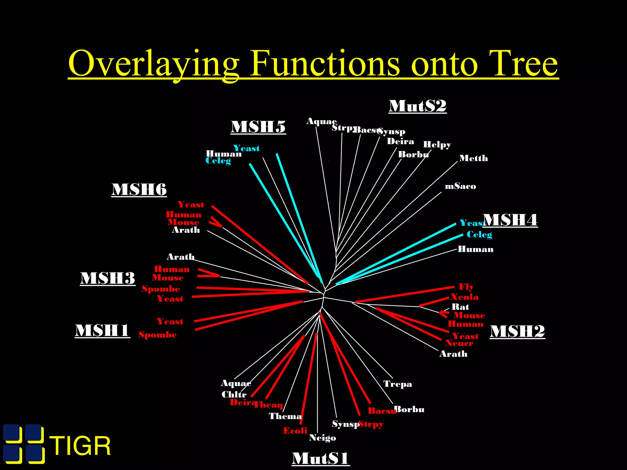 TIGRTIGR
Overlaying Functions onto Tree
Aquae Trepa
Rat
Fly
Xenla
Mouse
Human
Yeast
Neucr
Arath
Borbu
Synsp
Neigo
Thema
Strpy
Bacsu
Ecoli
TheaqDeira
Chltr
Spombe
Yeast
Yeast
Spombe
Mouse
Human
Arath
Yeast
Human
Mouse
Arath
StrpyBacsu
Human
Celeg
Yeast
MetthBorbu
Aquae
Synsp
Deira Helpy
mSaco
Yeast
Celeg
Human
MSH4
MSH5
MutS2
MutS1
MSH1
MSH3
MSH6
MSH2
 