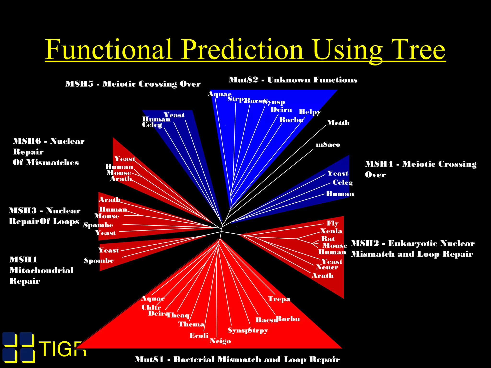 TIGRTIGR
Functional Prediction Using Tree
Aquae Trepa
Fly
Xenla
Rat
Mouse
Human
Yeast
Neucr
Arath
Borbu
Strpy
Bacsu
Synsp
Ecoli
Neigo
Thema
TheaqDeira
Chltr
Spombe
Yeast
Yeast
Spombe
Mouse
Human
Arath
Yeast
Human
Mouse
Arath
MSH1
Mitochondrial
Repair
MSH3 - Nuclear
RepairOf Loops
MSH6 - Nuclear
Repair
Of Mismatches
MutS1 - Bacterial Mismatch and Loop Repair
StrpyBacsu
Celeg
Human
Yeast
MetthBorbu
Aquae
Synsp
Deira Helpy
mSaco
Yeast
Celeg
Human
MSH4 - Meiotic Crossing
Over
MSH5 - Meiotic Crossing Over MutS2 - Unknown Functions
MSH2 - Eukaryotic Nuclear
Mismatch and Loop Repair
 
