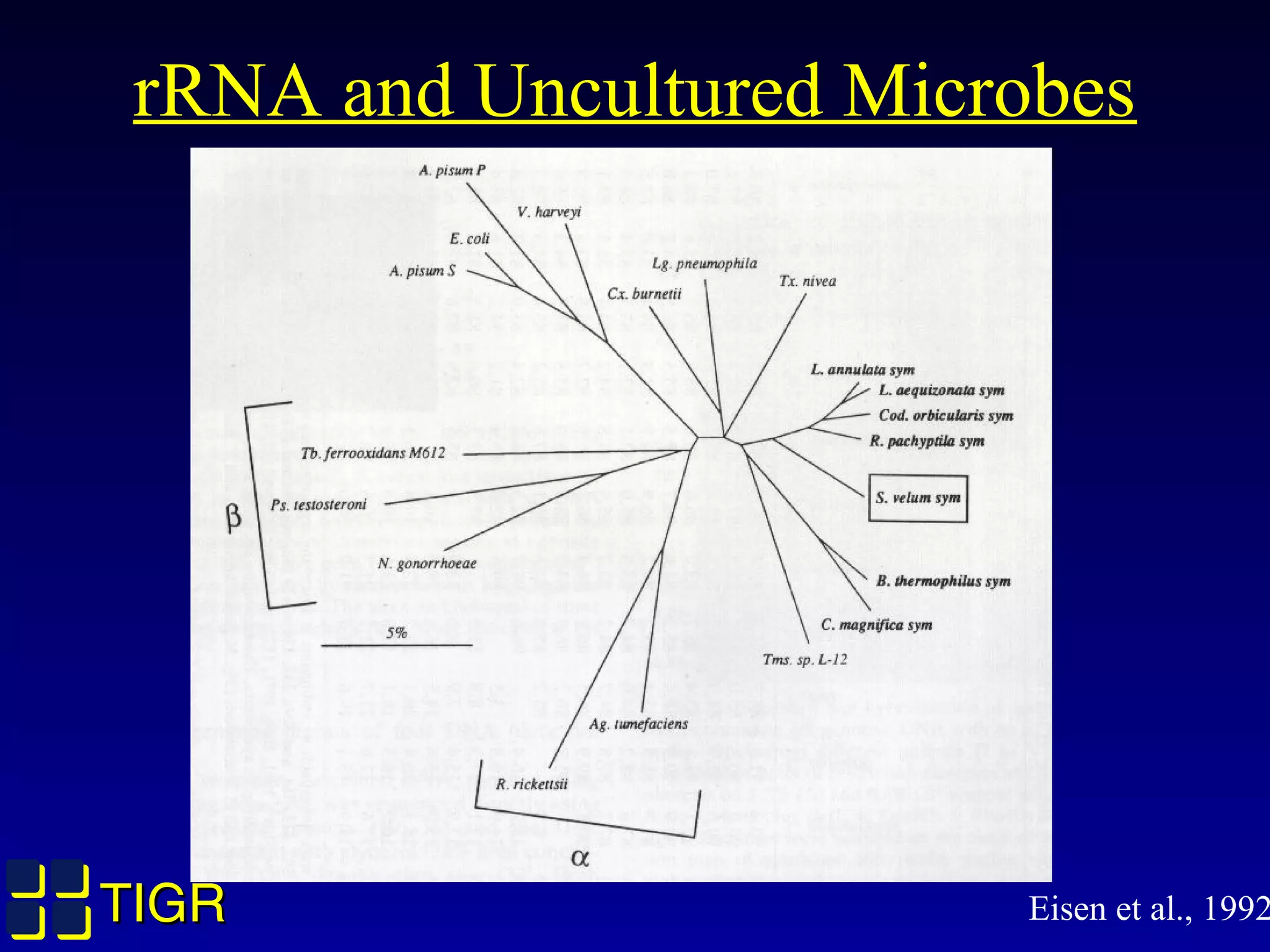 TIGRTIGR
rRNA and Uncultured Microbes
Eisen et al., 1992
 