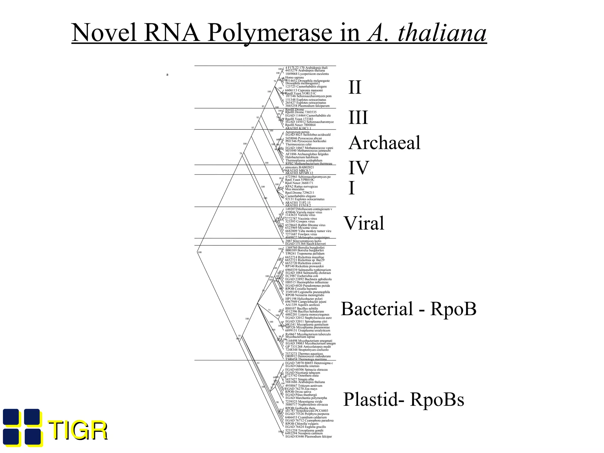 TIGRTIGR
4 F17L22 170 Arabidopsis thali
4455279 Arabidopsis thaliana
1049068 Lycopersicon esculentu
Homo sapiens
5514652 Drosophila melanogaste
Drosophila melanogaster2
123725 Caenorhabditis elegans
6606113 Capronia mansonii
RpoII.Yeast.YOR151C
107346 Schizosaccharomyces pom
151348 Euplotes octocarinatus
265427 Euplotes octocarinatus
3845258 Plasmodium falciparum
RpoIII.Drome
RpoIII.Drome.7303535
EGAD 114464 Caenorhabditis ele
RpoIII.Yeast.172383
EGAD 145012 Schizosaccharomyce
RpoIII.Neucr.7800864
ARATH5 K18C1 1
Aeropyrum pernix
EGAD 8025 Sulfolobus acidocald
5458046 Pyrococcus abyssi
PH1546 Pyrococcus horikoshii
Thermococcus celer
EGAD 14667 Methanococcus vanni
MJ1040 Methanococcus jannaschi
AF1886 Archaeoglobus fulgidus
Halobacterium halobium
Thermoplasma acidophilum
RPB2 Methanobacterium thermoau
atmystery.BAB02021
ARATH3 MRC8.7
ARATH3 MYM9.12
6723961 Schizosaccharomyces po
RpoI.Yeast.YPR010C
RpoI.Neucr.3668171
RPA2 Rattus norvegicus
Mus musculus
RpoI.Drome.7296211
Caenorhabditis elegans
92131 Euplotes octocarinatus
ARATH1 T1P2.15
ARATH1 F1N18.2
1492072Molluscum contagiosum v
439046 Variola major virus
1143635 Variola virus
2772787 Vaccinia virus
323395 Cowpox virus
6578643 Rabbit fibroma virus
6523969 Myxoma virus
6682809 Yaba monkey tumor viru
7271687 Fowlpox virus
4049822 Melanoplus sanguinipes
2887 Kluyveromyces lactis
EGAD 151364 Sacch kluyveri
1369760 Borrelia burgdorferi
BB0389 Borrelia burgdorferi
TP0241 Treponema pallidum
6652714 Rickettsia massiliae
6652723 Rickettsia sp. Bar29
6652720 Rickettsia conorii
RP140 Rickettsia prowazekii
6960339 Salmonella typhimurium
EGAD 1084 Salmonella choleraes
EC3987 Escherichia coli
EGAD 23892 Buchnera aphidicola
HI0515 Haemophilus influenzae
EGAD 6020 Pseudomonas putida
RPOB Coxiella burnetii
3549149 Legionella pneumophila
RPOB Neisseria meningitidis
HP1198 Helicobacter pylori
6967949 Campylobacter jejuni
AA1339 Aquifex aeolicus
BS0107 Bacillus subtilis
4512396 Bacillus halodurans
6002201 Listeria monocytogenes
EGAD 32012 Staphylococcus aure
EGAD 32011 Spiroplasma citri
MG341 Mycoplasma genitalium
MP326 Mycoplasma pneumoniae
6899151 Ureaplasma urealyticum
Rv0667 Mycobacterium tuberculo
Mycobacterium leprae
7144498 Mycobacterium smegmati
EGAD 39063 Mycobacterium smegm
GP 7331268 Amycolatopsis medit
7248348 Streptomyces coelicolo
7573273 Thermus aquaticus
DR0912 Deinococcus radiodurans
TM0458 Thermotoga maritima
EGAD 74970 80693 Heterosigma c
EGAD Odontella sinensis
EGAD 60306 Spinacia oleracea
EGAD Nicotiana tabacum
6723742 Oenothera elata
5457427 Sinapis alba
5881686 Arabidopsis thaliana
4958867 Triticum aestivum
EGAD 76270 Zea mays
RPOB Oryza sativa
EGAD Pinus thunbergii
EGAD Marchantia polymorpha
7259525 Mesostigma viride
5880717 Nephroselmis olivacea
RPOB Guillardia theta
sll1787 Synechocystis PCC6803
EGAD 75526 Porphyra purpurea
6466433 Cyanidium caldarium
EGAD 76712 Cyanophora paradoxa
RPOB Chlorella vulgaris
EGAD 76424 Euglena gracilis
5231258 Toxoplasma gondii
6492294 Neospora caninum
EGAD 83446 Plasmodium falcipar
100
78
100
85
93
83
100
79
100
100
100
100 100
100
94100
100
74
99
100
99
100
100
99
9480
100
100
100
100
59
100
100
99
56100
100
100
100
58 95
100
97
63
95
100
100
100
81
100
100
100
59
60
99
100
100
94
100
100
69
100
77
100
97
100
71
100
99
58
83
100100
100
99
100
98
100
100
61
99
75
100
73
100
100
59
100
100
72
72
98
52
98
59
100
100
a
Novel RNA Polymerase in A. thaliana
Archaeal
IV
II
III
I
Viral
Bacterial - RpoB
Plastid- RpoBs
 