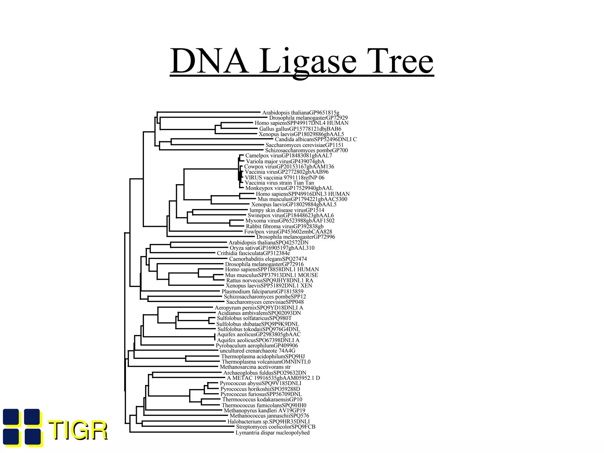 TIGRTIGR
Arabidopsis thalianaGP9651815g
Drosophila melanogasterGP72929
Homo sapiensSPP49917DNL4 HUMAN
Gallus gallusGP15778121dbjBAB6
Xenopus laevisGP18029886gbAAL5
Candida albicansSPP52496DNLI C
Saccharomyces cerevisiaeGP1151
Schizosaccharomyces pombeGP700
Camelpox virusGP18483081gbAAL7
Variola major virusGP439074gbA
Cowpox virusGP20153167gbAAM136
Vaccinia virusGP2772802gbAAB96
VIRUS vaccinia 9791118refNP 06
Vaccinia virus strain Tian Tan
Monkeypox virusGP17529940gbAAL
Homo sapiensSPP49916DNL3 HUMAN
Mus musculusGP1794221gbAAC5300
Xenopus laevisGP18029884gbAAL5
lumpy skin disease virusGP1514
Swinepox virusGP18448623gbAAL6
Myxoma virusGP6523988gbAAF1502
Rabbit fibroma virusGP392838gb
Fowlpox virusGP453602embCAA828
Drosophila melanogasterGP72996
Arabidopsis thalianaSPQ42572DN
Oryza sativaGP16905197gbAAL310
Crithidia fasciculataGP312384e
Caenorhabditis elegansSPQ27474
Drosophila melanogasterGP72916
Homo sapiensSPP18858DNL1 HUMAN
Mus musculusSPP37913DNL1 MOUSE
Rattus norvecusSPQ9JHY8DNL1 RA
Xenopus laevisSPP51892DNL1 XEN
Plasmodium falciparumGP1815859
Schizosaccharomyces pombeSPP12
Saccharomyces cerevisiaeSPP048
Aeropyrum pernixSPQ9YD18DNLI A
Acidianus ambivalensSPQ02093DN
Sulfolobus solfataricusSPQ980T
Sulfolobus shibataeSPQ9P9K9DNL
Sulfolobus tokodaiiSPQ976G4DNL
Aquifex aeolicusGP2983805gbAAC
Aquifex aeolicusSPO67398DNLI A
Pyrobaculum aerophilumGP409906
uncultured crenarchaeote 74A4G
Thermoplasma acidophilumSPQ9HJ
Thermoplasma volcaniumOMNINTL0
Methanosarcina acetivorans str
Archaeoglobus fuldusSPO29632DN
A METAC 19916535gbAAM05952.1 D
Pyrococcus abyssiSPQ9V185DNLI
Pyrococcus horikoshiiSPO59288D
Pyrococcus furiosusSPP56709DNL
Thermococcus kodakaraensisGP10
Thermococcus fumicolansSPQ9HH0
Methanopyrus kandleri AV19GP19
Methanococcus jannaschiiSPQ576
Halobacterium sp.SPQ9HR35DNLI
Streptomyces coelicolorSPQ9FCB
Lymantria dispar nucleopolyhed
Ligase IV
Viral ligases
Ligase I
Archaeal Ligase
DNA Ligase Tree
 