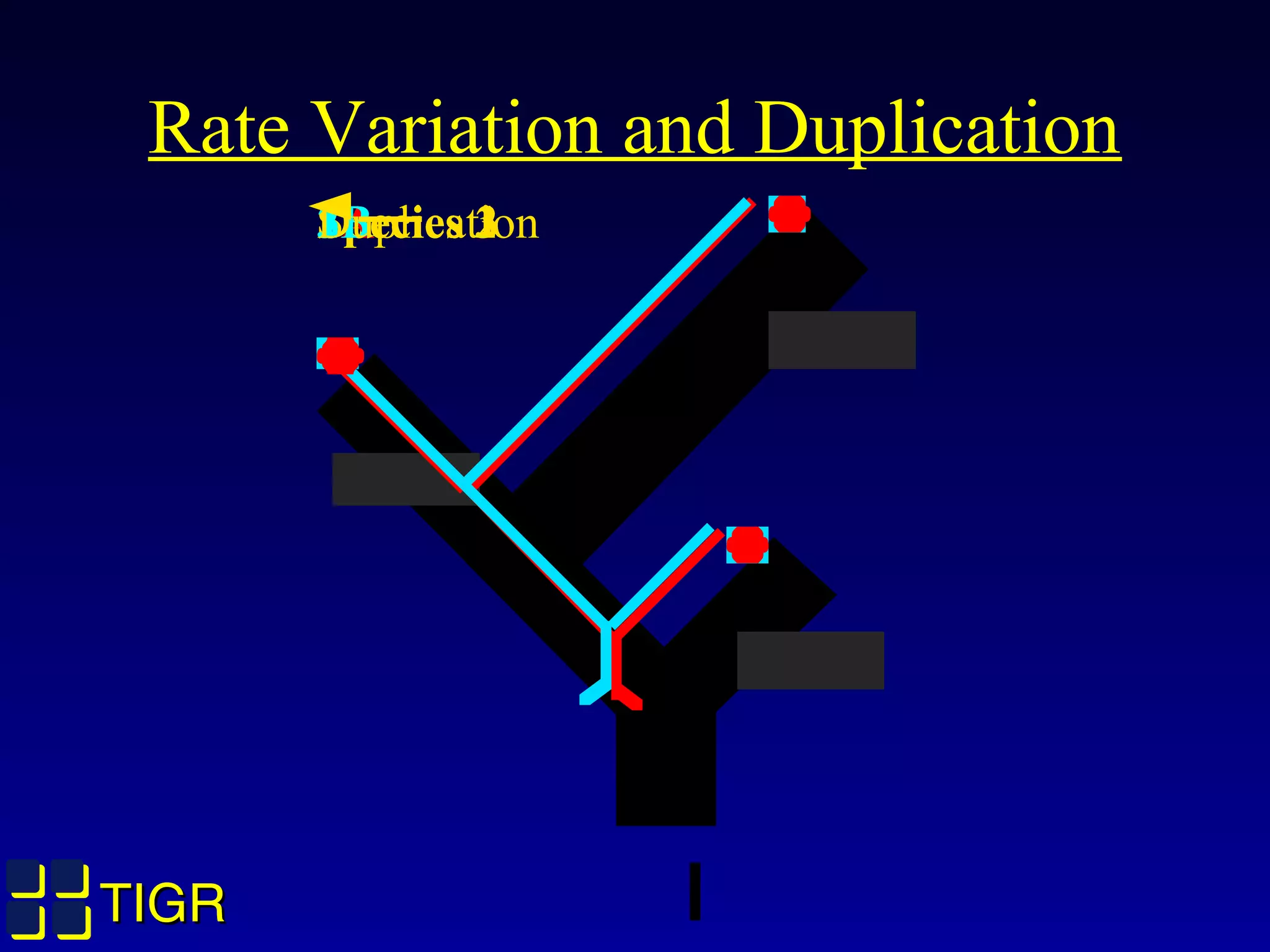TIGRTIGR
Rate Variation and Duplication
Species 3Species 1Species 21A2A3A1B2B3BDuplication
 
