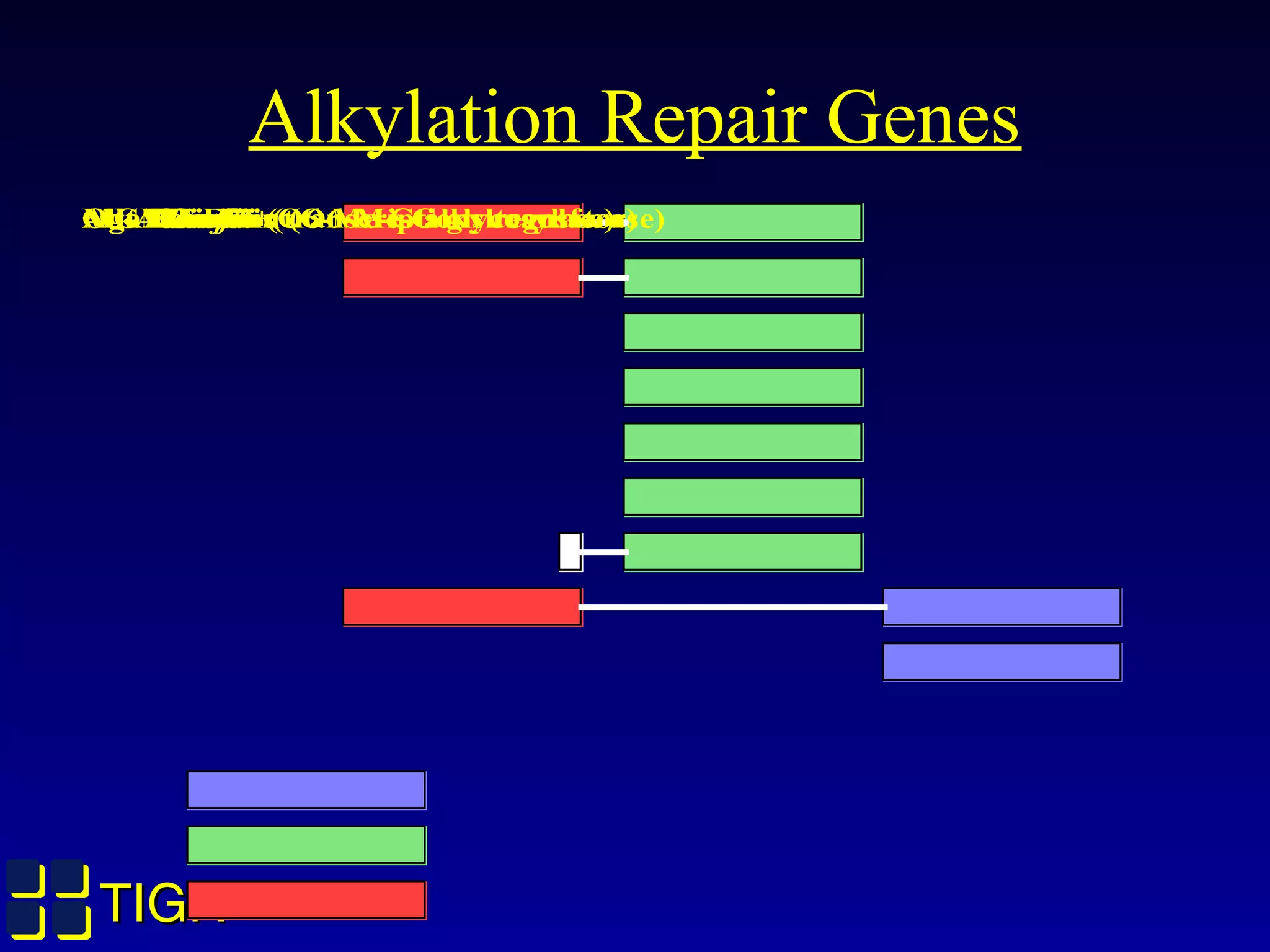 TIGRTIGR
AlkA Domain (O6-Me-G glycosylase)Ogt Domain (O6-Me-G alkyltransferase)Ada Domain (transcriptions regulator)Ada E. coliAda H. inflOgt E. coliOgt H. inflOgt Gram+Ogt D. radioAlkA Gram+AlkA E. coliMGMT Euks
Alkylation Repair Genes
 