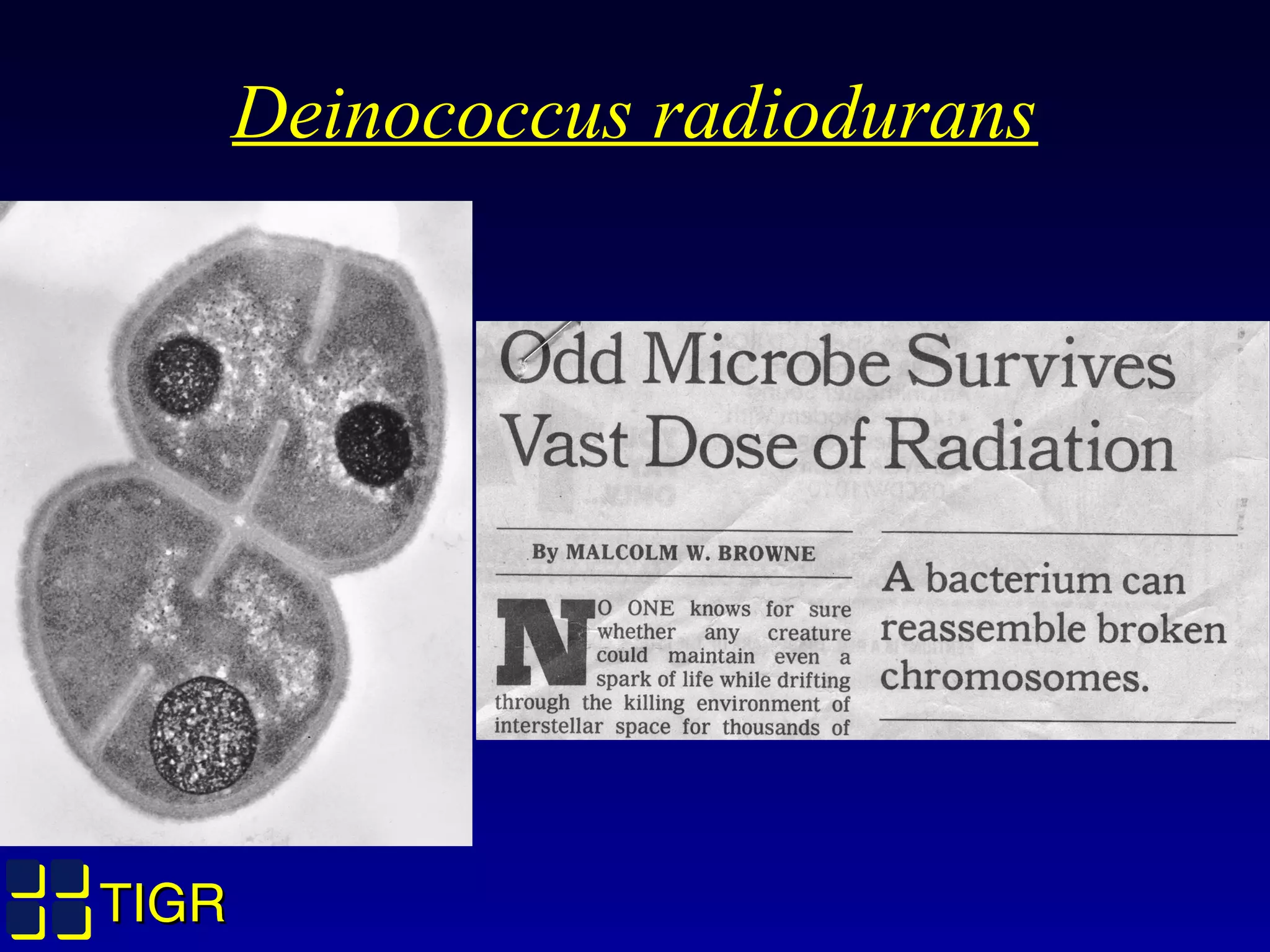 TIGRTIGR
Deinococcus radiodurans
 