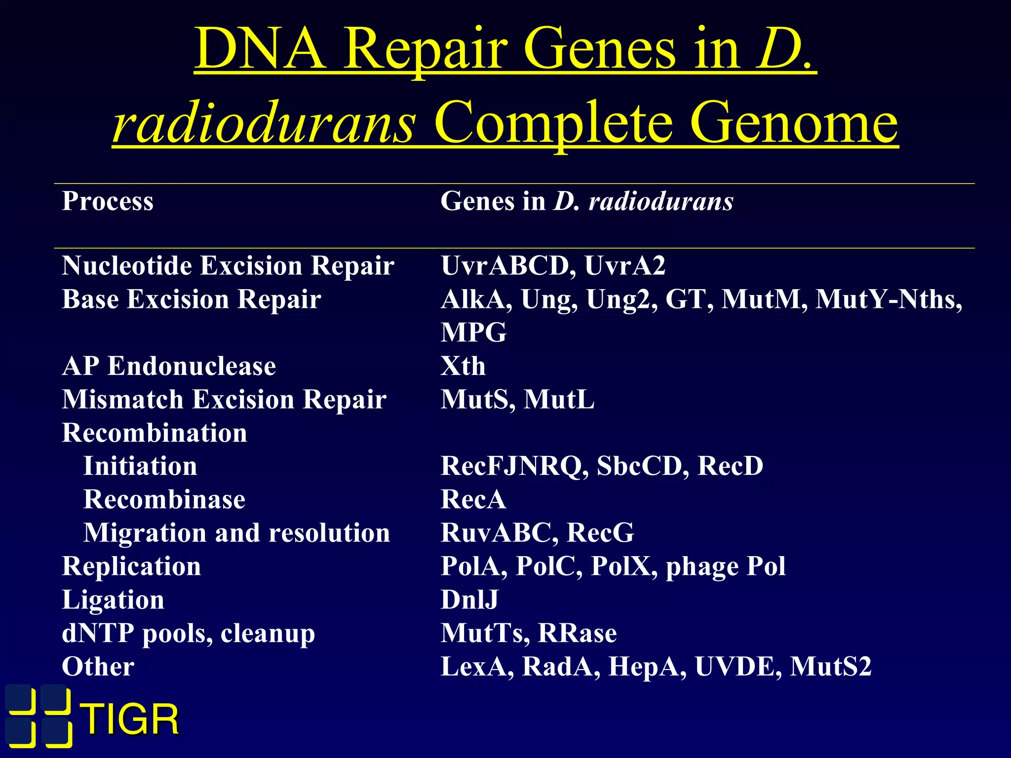TIGRTIGR
DNA Repair Genes in D.
radiodurans Complete Genome
Process Genes in D. radiodurans
Nucleotide Excision Repair UvrABCD, UvrA2
Base Excision Repair AlkA, Ung, Ung2, GT, MutM, MutY-Nths,
MPG
AP Endonuclease Xth
Mismatch Excision Repair MutS, MutL
Recombination
Initiation
Recombinase
Migration and resolution
RecFJNRQ, SbcCD, RecD
RecA
RuvABC, RecG
Replication PolA, PolC, PolX, phage Pol
Ligation DnlJ
dNTP pools, cleanup MutTs, RRase
Other LexA, RadA, HepA, UVDE, MutS2
 