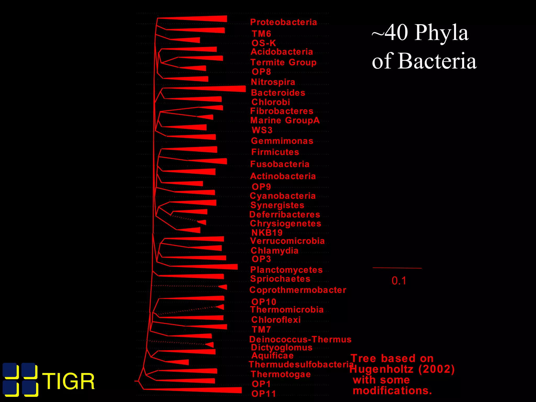 TIGRTIGR
0.1
Acidobacteria
Bacteroides
Fibrobacteres
Gemmimonas
Verrucomicrobia
Planctomycetes
Chloroflexi
Proteobacteria
Chlorobi
Firmicutes
Fusobacteria
Actinobacteria
Cyanobacteria
Chlamydia
Spriochaetes
Deinococcus-Thermus
Aquificae
Thermotogae
TM6
OS-K
Termite Group
OP8
Marine GroupA
WS3
OP9
NKB19
OP3
OP10
TM7
OP1
OP11
Nitrospira
Synergistes
Deferribacteres
Thermudesulfobacteria
Chrysiogenetes
Thermomicrobia
Dictyoglomus
Coprothmermobacter
Tree based on
Hugenholtz (2002)
with some
modifications.
~40 Phyla
of Bacteria
 