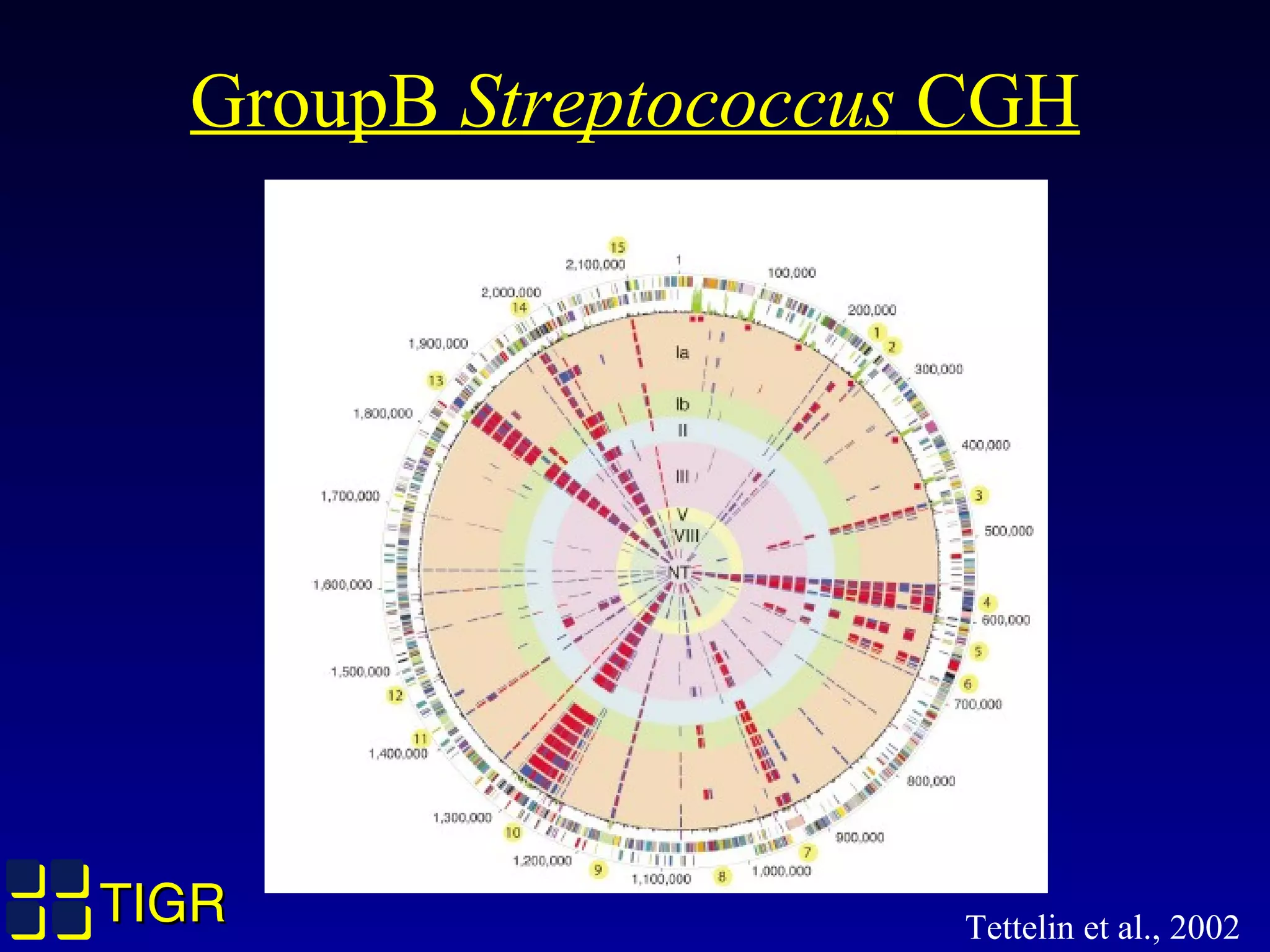 TIGRTIGR
GroupB Streptococcus CGH
Tettelin et al., 2002
 