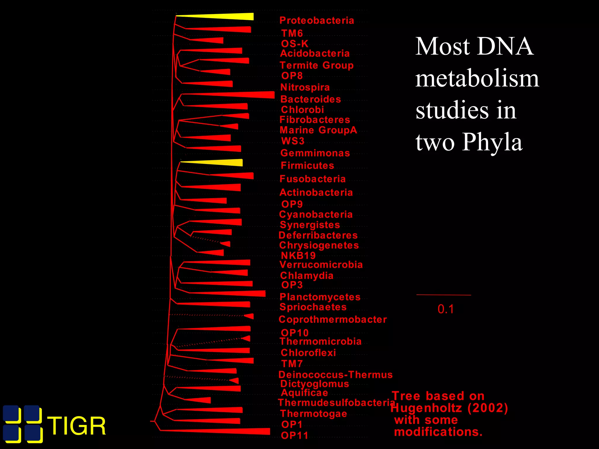 TIGRTIGR
0.1
Acidobacteria
Bacteroides
Fibrobacteres
Gemmimonas
Verrucomicrobia
Planctomycetes
Chloroflexi
Proteobacteria
Chlorobi
Firmicutes
Fusobacteria
Actinobacteria
Cyanobacteria
Chlamydia
Spriochaetes
Deinococcus-Thermus
Aquificae
Thermotogae
TM6
OS-K
Termite Group
OP8
Marine GroupA
WS3
OP9
NKB19
OP3
OP10
TM7
OP1
OP11
Nitrospira
Synergistes
Deferribacteres
Thermudesulfobacteria
Chrysiogenetes
Thermomicrobia
Dictyoglomus
Coprothmermobacter
Tree based on
Hugenholtz (2002)
with some
modifications.
Most DNA
metabolism
studies in
two Phyla
 
