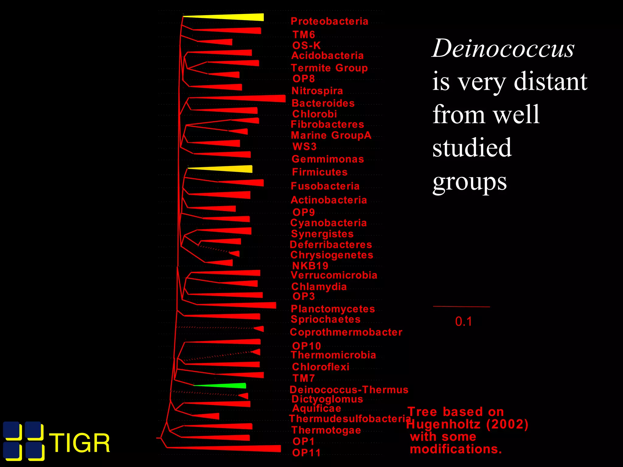 TIGRTIGR
0.1
Acidobacteria
Bacteroides
Fibrobacteres
Gemmimonas
Verrucomicrobia
Planctomycetes
Chloroflexi
Proteobacteria
Chlorobi
Firmicutes
Fusobacteria
Actinobacteria
Cyanobacteria
Chlamydia
Spriochaetes
Deinococcus-Thermus
Aquificae
Thermotogae
TM6
OS-K
Termite Group
OP8
Marine GroupA
WS3
OP9
NKB19
OP3
OP10
TM7
OP1
OP11
Nitrospira
Synergistes
Deferribacteres
Thermudesulfobacteria
Chrysiogenetes
Thermomicrobia
Dictyoglomus
Coprothmermobacter
Tree based on
Hugenholtz (2002)
with some
modifications.
Deinococcus
is very distant
from well
studied
groups
 
