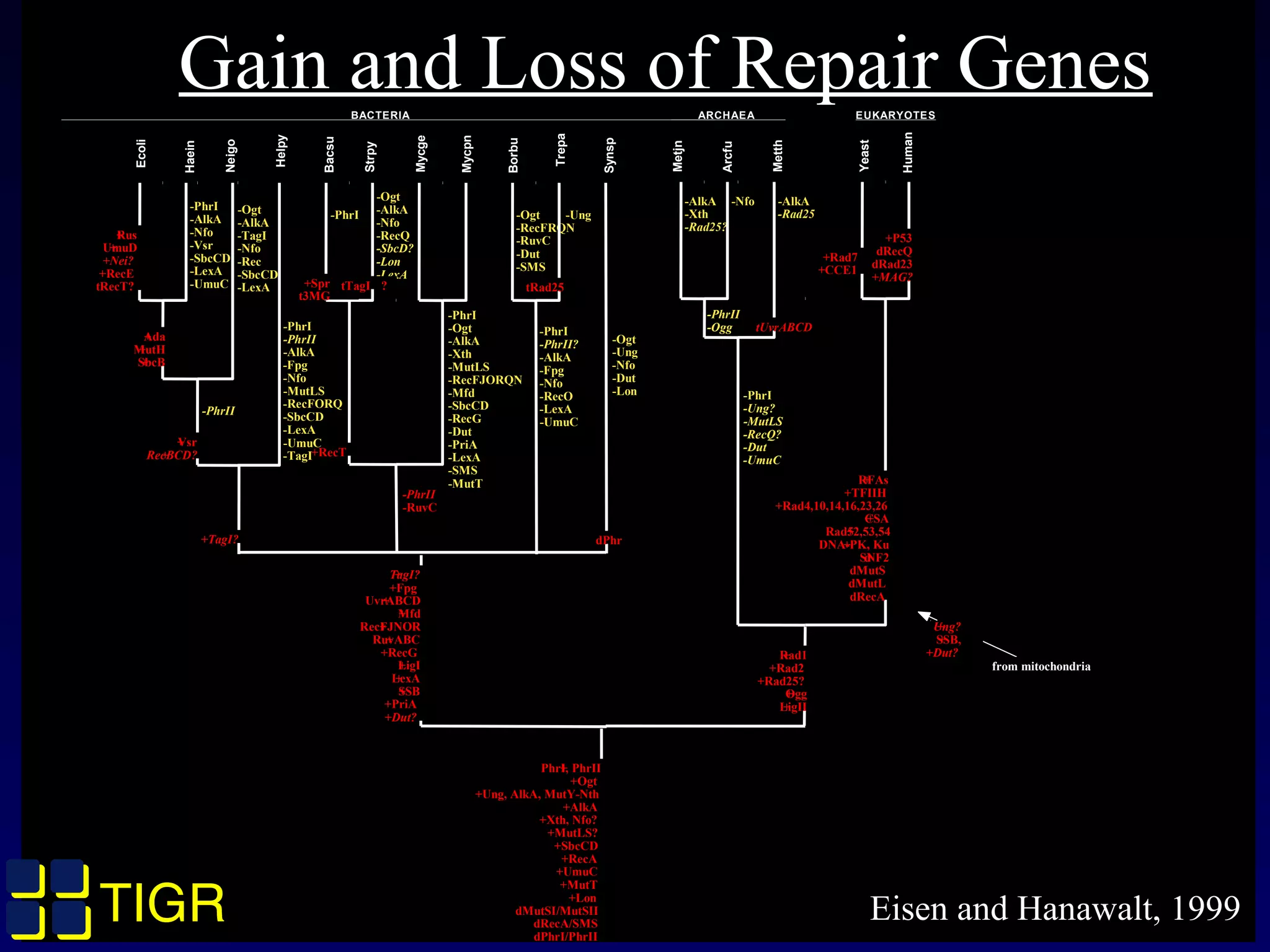 TIGRTIGR
-Ogt
-RecFRQN
-RuvC
-Dut
-SMS
-PhrI
-AlkA
-Nfo
-Vsr
-SbcCD
-LexA
-UmuC
-PhrI
-PhrII
-AlkA
-Fpg
-Nfo
-MutLS
-RecFORQ
-SbcCD
-LexA
-UmuC
-TagI
-PhrI
-Ogt
-AlkA
-Xth
-MutLS
-RecFJORQN
-Mfd
-SbcCD
-RecG
-Dut
-PriA
-LexA
-SMS
-MutT
-PhrI
-PhrII?
-AlkA
-Fpg
-Nfo
-RecO
-LexA
-UmuC
-PhrI
-Ung?
-MutLS
-RecQ?
-Dut
-UmuC
-PhrII
-Ogg
-Ogt
-AlkA
-TagI
-Nfo
-Rec
-SbcCD
-LexA
-Ogt
-AlkA
-Nfo
-RecQ
-SbcD?
-Lon
-LexA
-AlkA
-Xth
-Rad25?
-AlkA
-Rad25
-Nfo
-Ogt
-Ung
-Nfo
-Dut
-Lon
-Ung
-PhrII
-PhrI
Ecoli
Haein
Neigo
Helpy
Bacsu
Strpy
Mycge
Mycpn
Borbu
Trepa
Synsp
Metjn
Arcfu
Metth
Human
Yeast
BACTERIA ARCHAEA EUKARYOTES
from mitochondria
+Ada
+MutH
+SbcB
dPhr
+TagI?
+Fpg
+UvrABCD
+Mfd
+RecFJNOR
+RuvABC
+RecG
+LigI
+LexA
+SSB
+PriA
+Dut?
+Rus
+UmuD
+Nei?
+RecE
tRecT?
+Vsr
+RecBCD?
+RFAs
+TFIIH
+Rad4,10,14,16,23,26
+CSA
+Rad52,53,54
+DNA-PK, Ku
dSNF2
dMutS
dMutL
dRecA
+Rad1
+Rad2
+Rad25?
+Ogg
+LigII
+Ung?
+SSB,
+Dut?
+PhrI, PhrII
+Ogt
+Ung, AlkA, MutY-Nth
+AlkA
+Xth, Nfo?
+MutLS?
+SbcCD
+RecA
+UmuC
+MutT
+Lon
dMutSI/MutSII
dRecA/SMS
dPhrI/PhrII
+Spr
t3MG
+Rad7
+CCE1
+P53
dRecQ
dRad23
+MAG?
-PhrII
-RuvC
tRad25
+TagI?
+RecT
tUvrABCD
tTagI ?
Gain and Loss of Repair Genes
TIGRTIGR Eisen and Hanawalt, 1999
 