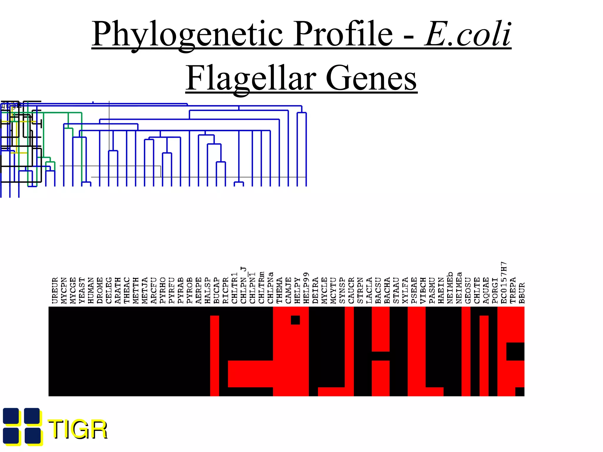 TIGRTIGR
Phylogenetic Profile - E.coli
Flagellar GenesfhiAfliMfliPfliGflgGfliFflgIflhAflhBgcpE
Wu and Eisen, unpublished
 