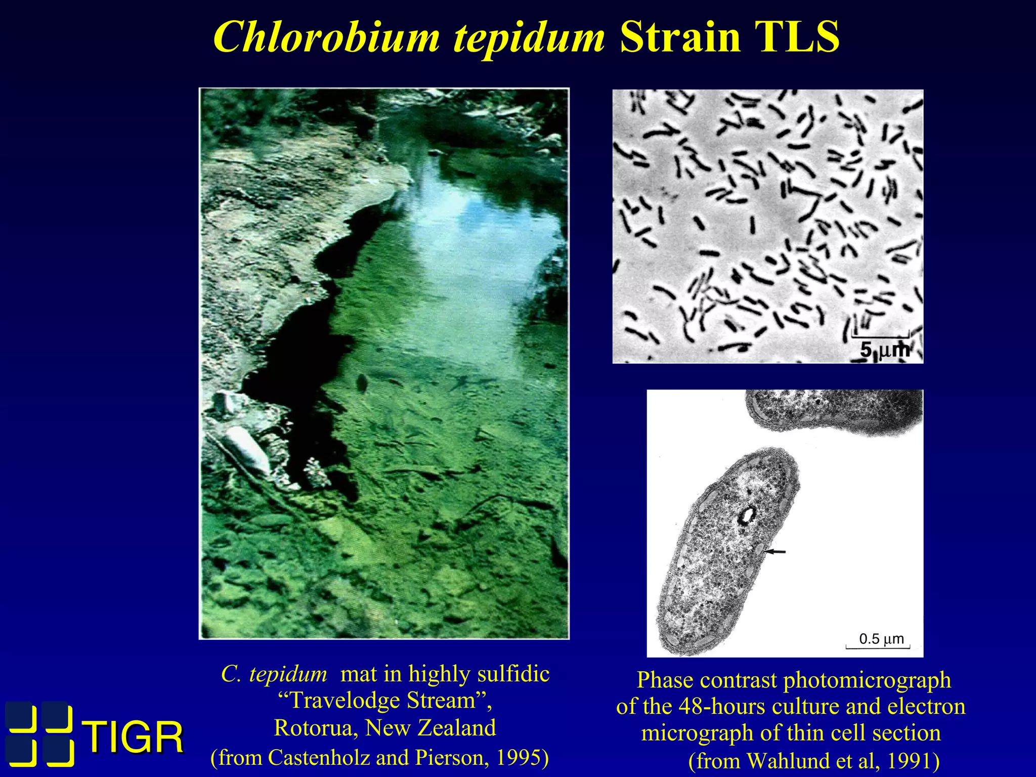 TIGRTIGR
Chlorobium tepidum Strain TLS
C. tepidum mat in highly sulfidic
“Travelodge Stream”,
Rotorua, New Zealand
(from Castenholz and Pierson, 1995)
Phase contrast photomicrograph
of the 48-hours culture and electron
micrograph of thin cell section
(from Wahlund et al, 1991)
 