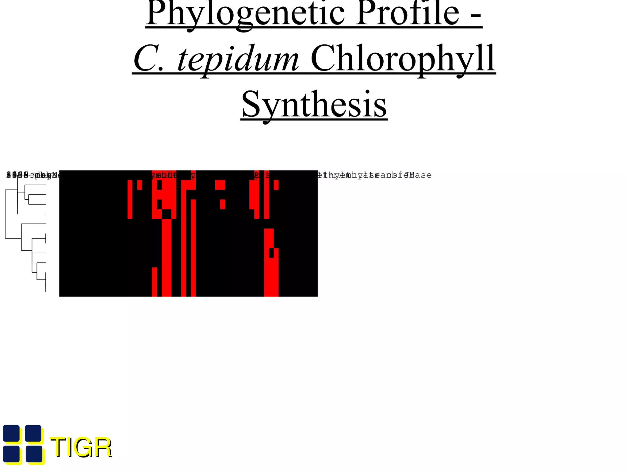 TIGRTIGR
Phylogenetic Profile -
C. tepidum Chlorophyll
Synthesis
Wu and Eisen, unpublished
5002_cobalamin biosynthesis protein CbiG/precorrin-4 C11-methyltransferase3939_precorrin-3B C17-methyltransferase/precorrin-8X methylmutase cbiJH882_cobyric acid synthase cbiP3160_dsrN protein dsrN862_cobyrinic acid a,c-diamide synthase cbiA-14010_cobN protein, putative2641_magnesium-protoporphyrin methyltransferase bchH-31498_magnesium-protoporphyrin methyltransferase bchH-14003_cobN protein, putative2636_magnesium-protoporphyrin methyltransferase bchH-24008_magnesium-chelatase, subunit I chlI-24007_magnesium-chelatase, subunit D/I family1504_magnesium-chelatase, subunit I chlI-1
 