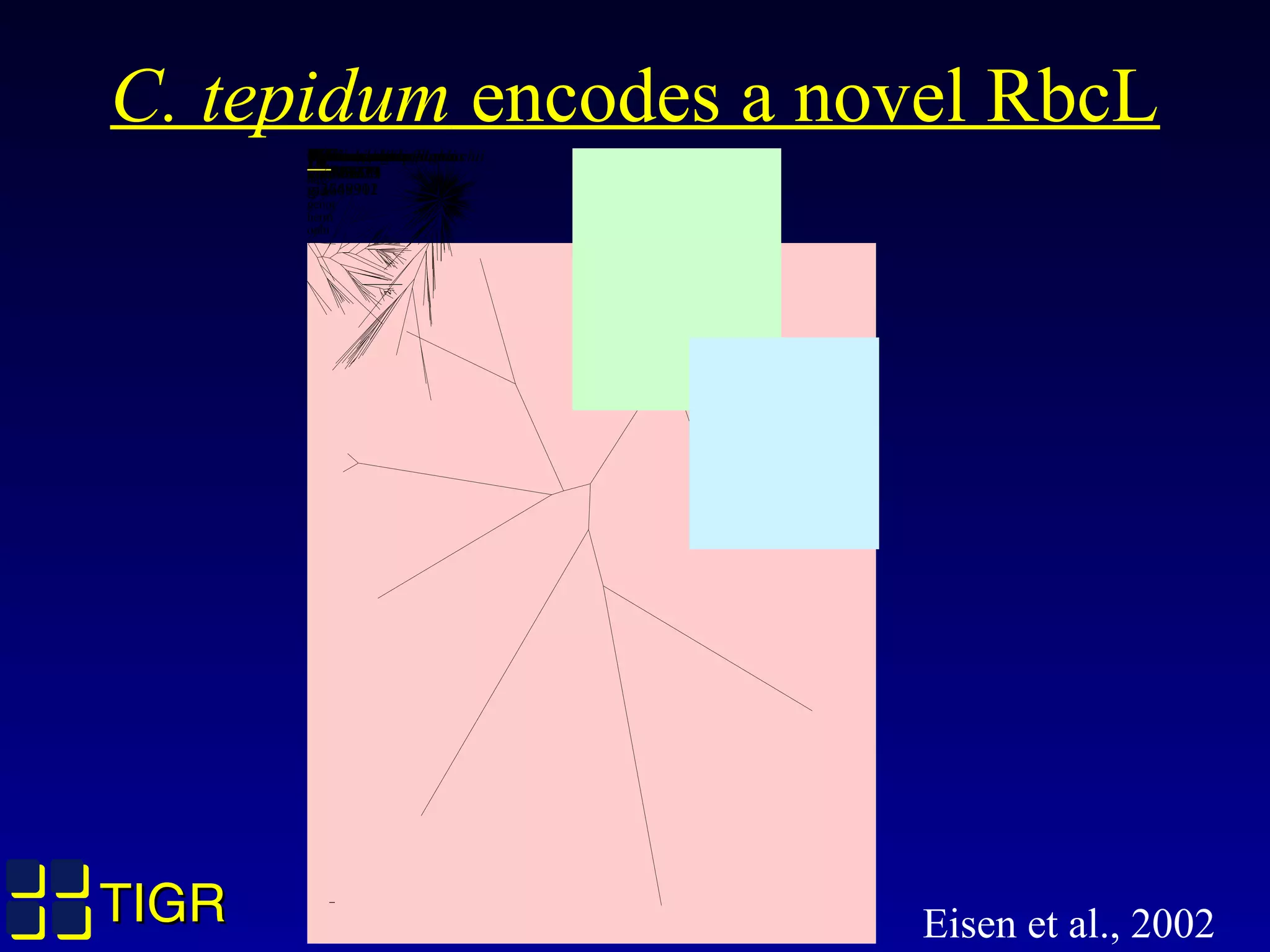 TIGRTIGR
C. tepidum encodes a novel RbcL
Chlorobium tepidum
ORF02314
Pseu
domo
nas
hydro
genot
herm
ophi
Archaeoglobus fulgidus
gi2648975
Bacillus subtilis
gi2633730
Methanococcus jannaschii
gi2129276
Pyrococcus abysii
gi|5458634
Pyrococcus horikoshii
gi|3257353
Pyr ococcus
karaensis
gi3769302
Achaeoglobus
fulgidus
gi2648911
0.005 changesIV
Rhodobacter capsulatus2522275Rhodobacter sphaeroides1 15192Alcaligenes eutrophusRalstonia eutropha3377785Alcaligenes eutrophus 950106Xanthobacter flavus 48544Galdieria partita 4519903Galdieria partitaGaldieria sulphuraria 8925949Cyanidium caldariumCyanidioschyzon merolaeGephyrocapsa oceanicaEmiliania huxleyiPleurochrysis carteraePleurochrysis carterae 456606Calyptrosphaera sphaeroideaUmbilicosphaera sibogaeChrysochromulina hirtaPavlova salinaPorphyridium aerugineumGelidiella acerosaSpermothamnion repensEupogodon planusCeramium diaphanumAntithamnion sp.Sarcodia ceylanicaPterocladia lucidaGelidium sesquipedale 3581614Gelidium americanumGelidium elegans 7107687Gelidium pusillum 392980Capreolia implexaCallophyllis violaceaOnikusa japonicumYatabella hirsutaAcanthopeltis japonicaPterocladiella capillaceaPtilophora pinnatifidaPortieria japonicaGracilariopsis sp.Eucheuma isiforme 4323441Agardhiella ramosissimaMeristotheca papulosaEucheuma arnoldiiKappaphycus alvareziiBetaphycus philippinensisSolieria chordalisMastocarpus stellatusRhodogorgon carriebowensisHeringia mirabilisAhnfeltiopsis gigartinoidesCaulacanthus ustulatusAreschougia congestaCallophycus africanusErythroclonium angustatumHypnea charoidesRhabdonia clavigeraMastocarpus papillatus 450801Sarcothalia livida 5020070Gigartina skottsbergii 5020042Iridaea cordataIridaea cordata 5020044Mazzaella californicaChondrus nipponicus 5020030Chondrus pinnulatus 5020034Chondrus yendoi 5020036Chondrus canaliculatusTrematocarpus dichotomusTrematocarpus dichotomus 96154Chondracanthus chamissoi 50200Chondracanthus acicularisChondracanthus tenellus 502002Gigartina radula 5020040Amphiroa fragilissimaPorphyra purpurea cpst 1276692Cryptomonas cpst 3602978Aureoumbra lagunensisAureococcus anophagefferensOlisthodiscus luteus cpst 1192Tetrasporopsis fuscescens 6006Tetrasporopsis fuscescensPhaeothamnion confervicolaPhaeoschizochlamys mucosaTurbinaria ornataIsthmoplea sphaerophoraPogotrichum filiformeCoelocladia arcticaRosenvingea intricataHydroclathrus clathratusChnoospora implexaColpomenia sinuosaScytosiphon lomentariaPilayella littoralisDelamarea attenuataDictyosiphon foeniculaceusHecatonema sp.Elachista fucicolaPunctaria plantagineaPetalonia binghamiaeStictyosiphon soriferusStriaria attenuataLitosiphon pusillusLaminariocolax tomentosoidesMyriotrichia clavaeformisSorocarpus micromorusStreblonema tenuissimumMyrionema strangulansGiraudia sphacelarioidesHummia onustaMischococcus sphaerocephalusBotrydium stoloniferumXanthonema debileTribonema aequaleVaucheria bursataPleurochloridella botrydiopsisPseudopedinella elasticaPhaeodactylum tricornutumRhizosolenia setigeraDetonula confervaceaThalassiosira nordenskioeldiiOdontella sinensisUnidentified diatom endosymbioCylindrotheca sp.MnBradyrhizobium japonicum 41605
II
ChlorellaChloromonas sp. ANT1Mesostigma viride 7259514AgmenellumProchlorothrix hollandic 45543Anabaena sp.Anabaena sp.Anabaena sp.142086Astasia longaEuglena gracilisSpirotaenia condensata 1145421Gonatozygon monotaeniumGenicularia spirotaeniaLycopodium clavatumLycopodiella alopecuroidesPhylloglossum drummondiiHuperzia campianaTrichomanes alatumSelaginella bombycinaSelaginella sp. 577150Botrypus strictusIsoetes melanopoda 577149Isoetes lacustrisAngiopteris lygodiifoliaElaphoglossum yoshinagaeBlechnum occidentaleAdiantum capillusvenerisMarsilea ancylopodaCyathea sp. Wolf 1994Hymenophyllopsis dejectaMatonia foxworthyiLophosoria quadripinnataOsmunda cinnamomeaDennstaedtia sp. Wolf 623Polypodium vulgareHypolepis sp. Wolf 628Polypodiodes formosanaGoniophlebium persicifoliumPhanerosorus majorSalvinia cucullata 515459Coleochaete nitellarumKlebsormidium sp. 552613Anthoceros formosae cp 1389564Lathyrus tuberosusCoronilla emerusPersicaria hydropiperAchlys triphyllaHibiscus punaluuensisMontinia caryophyllaceaHernandia albifloraAlangium chinenseCleome hasslerianaCitrus x paradisiFortunella japonicaStyrax japonicaWisteria sp.Ladenbergia pavoniiPolypremum procumbensBrodiaea coronariaDichelostemma multiflorumMedicago sativaPhiladelphus lewisiiAextoxicon punctatumPittosporum japonicumManglietia fordianaBerberis thunbergiiOphiocolea floribundaViburnum rhytidophyllumAucuba japonicaBulbinella caudafelisKniphofia uvariaAstelia banksiiCentrolepis strigosaEmpodium veratrifoliumCurculigo capitulataZingiber gramineumCalathea loeseneriStrelitzia nicolaiNephrophyllidium cristagalliAcicarpha tribuloidesKalanchoe daigremontianaOpercularia vaginataCalycophyllum candidissimumPhyllis noblaHippuris vulgarisDigitalis purpureaLathraea clandestinaAlectra orobanchoidesNemum spadiceumBulbostylis atrosanguineaFimbristylis complanatacyperus rigidifoliusKyllinga appendiculataPycreus flavescensLipocarpha microcephalaAscolepis capensisHarveya capensisCallitriche albomarginataMyriophyllum exalbescensPenthorum sedoidesTetracarpaea tasmanicaTetracarpaea tasmanica 7240484Geniostoma rupestreArceuthobium verticilliflorumGinalloa arnottianaConnarus conchocarpusPhysena sp.Apeiba tibourbouLasiopetalum sp. Chase 2195Didymosalpinx noraeTrigonia niveaMachaerium lunatumHolocalyx balansaeColona floribundaDalbergia hupeanaHugonia platysepalaMaackia amurensisCapparis hastataEuchresta horsfieldiiParkia roxburghiiGlycyrrhiza echinataCalpurnia aureaBolusanthus speciosusBrongniartia pacificaAteleia herbertsmithiiAdesmia exilisSarcocephalus latifoliusTrichocarya splendensCochlospermum intermediumReevesia thyrsoideaGonystylus macrophyllusMytilaria laosensisAdenium obesumNerium oleanderUvularia floridanaArthropodium cirratumElegia cuspidataCleistes divaricataChysis bractescensGyrocarpus sp. Chase 317Croomia heterosepalaHerreria montevidenseWitsenia mauraBarbacenia elegansAriopsis peltataComospermum yedoenseXanthosoma mafaffaNolina recurvataEichhornia azureaPontederia cordataPeltandra virginicaNeuwiedia veratrifoliaIsotria verticillataSymplocarpus foetidusEleutherine latifoliaClivia miniataThomasia solanaceaEriaxis rigidaQuisqualis indicaRauvolfia manniiTerminalia catappaRhexia virginicaAmpelocera hottleyiDissotis rotundifoliaStylogyne sp.Primula sieboldiiZanthoxylum monophyllumAbrus precatoriusCordyla africanaCeriops australisBauhinia candicansNauclea orientalisCasuarina cunninghaminaHillia trifloraSisyndite sparteaNeoluederitzia sericeocarpaThevetia peruvianaUlex europaeusCassia didymobotryaSalweenia wardiiDelonix regiaClitoria ternateaParkinsonia aculeataRhopalocarpus sp.Simarouba glaucaKelleronia revoiliiTribulus macropterusKallstroemia maximaTribulopis pentandraCeratonia siliquaPintoa chilensisSericodes greggiiRobinia pseudoacaciaGoethalsia meianthaDimocarpus longanRhizophora apiculataLeptonychia pallidaGuaiacum guatemalensePicralima nitidaBalanites maughamiiOpilia amentaceaDiegodendron humbertiiCadia purpureaLuetzelburgia sp. Pennington sHydrangea macrophyllaAugea capensisZygophyllum billardierei 66896Zygophyllum hirticaule 6689634Fagonia creticaEustoma russellianumZygophyllum albumMacrolobium acaciifoliumZygophyllum coccineum 6689622Pterospermum celebicum 4995777Pterospermum celebicumGymnocladus dioicaAcacia caveniaPorlieria chilensisGleditsia triacanthosGrewia occidentalisHeliocarpus americanusPavonia multifloraWrightia arboreaStephanostema stenocarpumHildegardia barteriSchoutenia glomerataCola nitidaPentaplaris doroteaeBerrya javanicaChorisia speciosaCecropia palmataMascarenhasia arborescensCalopogon tuberosusGloriosa superbaLarrea cuneifoliaThespesia populneaArgania spinosaDirachma socotranaSchlumbergera truncataSecuridaca diversifoliaAbroma angustaDionaea muscipulaStylidium calcaratumOreostylidium subulatumKeraudrenia hermanniifoliaSetchellanthus caeruleusHallea rubrostipulataSenna alataLeitneria floridanaLiparia splendensPachysandra procumbensTrema micranthaHelicteres baruensisSophora bhutanicaXanthocercis zambesiacaStrumpfia maritimaCyclopia genistoidesPodalyria bifloraHedysarum vicioidesCaesalpinia pulcherrimaCephalanthus natalensisBlepharocarya depauperataAndrosace spinuliferaChorizema cordatumViscainoa geniculataThottea tomentosaSimaba bidwilliiHovea ellipticaAcosmium dasycarpumTamarindus indicaTipularia discolorAntirhea lucidaSimmondsia chinensisLabordia tinifoliaEuclea natalensisTriplaris americanaTetraena mongolicaBulnesia arboreaTriplochiton zambesiacusLespedeza cuneataArachis hypogaeaBursera inaguensisCommiphora habessinicaAllamanda catharticaMimosa speggazziniiTimonius sp. Ridsdale 2204Eremocitrus glaucaSeverinia buxifoliaAtalantia ceylanicaMicrocos latistipulataPleiospermium alatumTachigali paniculataHumiria balsaminiferaBunchosia armeniacaChaetachme aristataMetternichia princepsGironniera subaequalisPeltophorum sp. 2343002Prostanthera niveaBerchemia discolorVitex agnuscastusBaphia massaiensisErythrophleum ivorensePericopsis moonianaMorkillia mexicanaBrucea mollisAmaroria soulameoidesStachys macranthaMarrubium incanumRuttya fruticosaCaryopteris bicolorThymus alsinoidesOriganum laevigatumSalvia aethiopisPerovskia abrotanoidesRosmarinus officinalisCuscuta reflexaMonarda didymaMentha longifoliaGlechoma hederaceaVigna radiataRhachicallis americanaBixa orellanaSaccifolium bandeiraeJusticia odoraDipteryx odorataCyclonema myricoidesSterculia apetalaLeucophyllum frutescensBruguiera gymnorhizaDiospyros whyteana 1834444Westringia rosmariniformisAgastache foeniculumTectona grandisPeltophorum peltatumLuxemburgia ciliosaCybistax donnellsmithiiCrypteronia paniculataJacaranda sparreiScutellaria alpinaGenipa americanaMouriri helleriMapouria umbrosaRutidea orientalisPouchetia gilletiiSimira viridifloraKraussia floribundaLeptactina platyphyllaAidia micranthaFeretia aeruginescensGlossostipula concinnaOxyanthus pyriformisTabernaemontana divaricataCydista aequinoctialisMassularia acuminataMitriostigma axillareCalochone redingiiPavetta abyssinicaCatesbaea spinosaBertiera brevifloraHymenocoleus hirsutusHirtella bicornisGardenia thunbergiaRamosmania rodriguesiiKailarsenia ochreataTarenna neurophyllaCasasia clusiifoliaCremaspora trifloraOchna serrulataPorterandia crosbyiMorinda citrifoliaNeurocalyx zeylanicusGlossocalyx longicuspisNemuaron vieillardiiBracteanthus glycycarpusSiparuna brasiliensisAdenia digitataSauvagesia calophyllumSanango sp. Bremer 3352Rapanea ferrugineaHalleria lucidaGomphostigma scoparioidesSeymeria pectinataPandorea jasminoidesTricalysia cryptocalyxCoffea arabicaParacoffea melanocarpaDichapetalum crassifoliumPalicourea lasiorrachisUsteria guineensisMacarisia emarginataCoptosapelta flavescensBonyunia minorAlstonia scholarisBlepharistemma membranifoliaVantanea guianensisMuntingia calaburaDichilus lebeckioidesOphiorrhiza mungosFagopyrum callianthumRumex acetosellaOxalis dilleniiSchwenckia laterifloraLinum perenneAngophora hispidaCalycanthus occidentalisBaeckea ramosissimaVahlia capensisRubia tinctorumCrucianella angustifoliaValantia muralisCruciata glabraAsperula laevigataPhopsis stylosaSherardia arvensisGalium elongatumStauntonia hexaphyllaSatyrium nepalenseSaruma henryiColeonema pulchellumImpatiens capensisCrassula marnieranaCanarium ovatumHaplomitrium hookeriDysosma versipellisBuddleja asiaticaRibes aureumSinopodophyllum hexandrumCornus alternifoliaAnthospermum herbaceumGratiola pilosaHumulus lupulusPodophyllum peltatumAdenandra unifloraDiphylleia cymosaDipteronia sinensisUlmus parvifoliaHemiptelea davidiiPinckneya pubensBongardia chrysogonumMelolobium microphyllumTorenia fournieriPteroceltis tatarinowiiTinnea zambesiacaIndigofera australisTapirira mexicanaAesculus paviaAcer saccharumCyrtocarpa proceraSpondias cythereaAbobra tenuifoliaChamaecrista fasciculataGlycine maxAstragalus sparsusPeriploca graecaHoya bellaAsclepias curassavicaApocynum cannabinumStapelia leendertziaeTylophora sylvaticaDicraspidia donnellsmithiiVitis aestivalisTephrosia grandifloraKummerowia stipulaceaZornia cantoniensisCampylotropis griffithiiSesbania sesbanPlocosperma buxifoliumPlocama pendulaPolygonum cuspidatumHedwigia ciliataFunaria hygrometricaUleastrum palmicolaOrthotrichum lyelliUlota obtusiusculaBryodixonia perichaetialisRhabdoweisia crenulataTayloria lingulataSplachnum sphaericumFelipponea esquiroliiClimacium dendroidesDozya japonicaPilotrichopsis dentataBartramia pomiformisLoeskeobryum cavifoliumAntitrichia formosanaDuthiella speciosissimaCtenidium molluscumPlatyhypnidium riparioides 623Platyhypnidium riparioidesRhynchostegium pallidifoliumTaiwanobryum speciosumIsopterygium vinealePterobryopsis orientalis var.Entodontopsis leucostegaStereophyllum radiculosumDesmotheca apiculataCardotiella quinquefariaDolichomitriopsis diversiformiEntodon myurusHerpetineuron toccoaeAnomodon abbreviatusHaplohymenium longinerveCyptodontopsis obtusifoliaOkamuraea hakoniensisRhytidiadelphus loreusPlagiothecium denticulatumHylocomium splendensRhytidiadelphus japonicus 9967Pleurozium schreberiPterobryon arbusculaPleuroziopsis ruthenicaTrachyloma indicumSciaromium tricostatumForsstroemia neckeroidesTomentypnum nitensDrepanocladus aduncusCalliergonella cuspidataHypnum lindbergii 6230584Hypnum lindbergiiBrachythecium rivulareHylocomiastrum pyrenaicumNeodolichomitra yunnanensisTaxiphyllum aomorienseMyuroclada maximowicziiWijkia hornschuchiiBrotherella henoniiHeterophyllium nematosumPylaisiadelpha tenuirostrisThuidium recognitumTrachypodopsis auriculataEumyurium sinicumLeucodon nipponicusCryphaea sinensisAbietinella abietinaPylaisiella intricataBoulaya mitteniiSchlotheimia tectaZygodon intermediusMiyabea fruticellaMacromitrium incurvifoliumMacrocoma tenuis subsp. sullivGroutiella apiculataVenturiella sinensisAulacopilum hodgkinsoniaePhyscomitrella patensPtychomitrium gardneriAmphidium lapponicumMnium cuspidatumSphagnum fallaxDrummondia prorepensEncalypta proceraPorella pinnataTolypella proliferaChara connivensLamprothamnium papulosumLychnothamnus barbatusJubula pennsylvanicaLeucobryum scabrumMetzgeria furcataCalypogeia muellerianaMakinoa crispataLophocolea heterophyllaHerbertus pensilisLepidozia reptansPetalophyllum ralfsiiFossombronia foveolataMonoclea gottscheiDumortiera hirsutaConocephalum conicumLunularia cruciataAsterella tenellaRicciocarpos natansMarchantia polymorphaSphaerocarpos texanusGeothallus tuberosaMougeotia sp.Mougeotia sp.Cylindrocystis sp. UTEX1925Bryopsis maximaChlorella ellipsoideaChlorella ellipsoidea cpst 285Synechococcus sp.SP P00880Synechococcus PCC6301 38927Synechococcus sp. 217137Synechocystis PCC6803Hydrogenovibrio marinus1 59956Acidithiobacillus ferrooxidansHalothiobacillus neapolitanusNitrobacter winogradskyi1 5230Nitrobacter winogradskyi2 5230Nitrobacter vulgaris 349304Thiobacillus intermedius K12 4Alvinoconcha hessleri sym 1546Chromatium vinosum1 516602Thiobacillus ferrooxidans2 297Thiobacillus denitrificans1Hydrogenophaga pseudoflavaHydrogenovibrio marinus2 59956Synechococcus sp. 1850939Chromatium vinosum2 804821Pisum sativum 3893097Pisum sativum cpstCeltis sinensis var. japonicaAphananthe asperaAilanthus altissimaRulingia sp. Chase 2196Koeberlinia spinosaRorippa amphibiaArabis stelleriCardamine flexuosaArmoracia rusticanaNasturtium officinaleReseda albaLepidium virginicumCapsella bursapastorisArabidopsis himalaicaNeobeckia aquaticaDistylium racemosumAnagyris foetidaAjuga chamaepitysIlex brevicuspisUncaria rhynchophyllaOnonis spinosaDaphniphyllum sp.Photinia fraseriMitchella repensIsopogon latifoliusTulipa kolpakowskianaCyanella hyacinthoidesWatsonia angustaFreesia albaPopulus deltoidesLepuropetalon spathulatumHamamelis mollisShaniodendron subaequaleTovaria pendulaLimnanthes douglasiiPiptanthus nepalensisDrosophyllum lusitanicumMillegrana radiolaPinguicula caeruleaErodium texanumOenothera elata subsp. hookeriSedum rubrotinctumJasminum suavissimumZelkova serrataCobaea scandensHeteropyxis natalensisParnassia fimbriataCamptotheca acuminataLeucadendron laureolumRhoiptelea chilianthaLuculia grandifoliaEschscholzia californicaEucryphia lucidaFouquieria columnarisCoris monspeliensisAltingia sp. RBGEViviania marifoliaPelargonium capitatumStylophorum diphyllumBeesia calthifoliaDicranostigma franchetianaAverrhoa carambolaAnopterus macleayanus 1922257Chrysolepis sempervirensDendromecon rigidumGrubbia tomentosaMacleaya cordataGlaucium flavumRhodoleia championiiSarcocaulon vanderietiaeGalax urceolataTicodendron incognitumHunnemannia fumariifoliaLambertia inermisDisanthus cercidifoliusAndrocymbium ciliolatumGunnera hamiltoniiCyclamen hederifoliumExbucklandia populneaCephalotus follicularisHeliamphora nutansRetzia capensisZaluzianskya katharinaeEmorya suaveolensHebenstretia dentataScrophularia sp. DePamphilis STozzia alpinaLloydia serotinaCycnium racemosumStriga asiaticaChelone obliquaCollinsia grandifloraHemiphragma heterophyllumCatharanthus roseusPlatystemon californicusTropaeolum majusMonsonia emarginataGeranium grandiflorumCliftonia monophyllaAmphianthus pusillusAlonsoa unilabiataNemesia strumosaAtherosperma moschatumSamolus valerandiDaucus carotaApium graveolensMorina coulteriana 2065207Levenhookia leptanthaForstera bidwilliiCortusa matthioliCortusa matthioli 1834405Hypecoum imberbeLogania vaginalisMitreola petiolataMitrasacme pilosaCastilleja linariifoliaAngelonia pubescensMalesherbia linearifoliaOrobanche corymbosaByblis linifloraKorthalsella lindsayiDendrophthora clavataPhoradendron serotinumRoridula gorgoniasVelleia paradoxaKopsia fruticosaKoelreuteria paniculataDonatia fascicularisCuttsia viburneaProtea repensPlacospermum coriaceumSarracenia flavaKingdonia unifloraDodecatheon meadiaSchoepfia schreberiDrypetes roxburghiiCasimiroa edulisLysimachia azoricaLunasia amaraDictamnus sp. M.W.Chase1820KCalodendrum capenseMelicope ternataPilocarpus pennatifoliusNotothixos subaureusBuxus sempervirensSarcomelicope simplicifoliaPhelline comosaClematepistephium smilacifoliuGovenia sp. Chase O146Erythrorchis altissimaStyppeiochloa gynoglossaCathaya argyrophyllaCarludovica palmataLasia spinosaPeliosanthes arisanensisApostasia stylidioidesZamioculcas zamiifoliaLiriope platyphyllaLudovia integrifoliaAnchomanes difformisIris ensataOphiopogon jaburanChlorophytum comosumLomandra longifoliaAnthurium scherzerianumTripladenia cunninghamiiPetermannia cirrosaSpathiphyllum clevelandiiTriphora trianthophoraScindapsus aureusBehnia reticulataTropidia sp. Chase O211Oubanguia alataMargaritaria tetracoccaEschweilera odoraLaurus nobilisCorythophora rimosaLecythis pranceiCareya arboreaPlanchonia validaCouratari tauariBertholletia excelsaAsteranthos brasiliensisCariniana legalisCouroupita guianensisBarringtonia asiaticaAllantoma lineataGustavia poeppigianaEcheandia sp.Vanilla africanaLitsea japonicaPogonia japonicaSelenipedium chicaMexipedium xerophyticumKibara rigidifoliaWilkiea huegelianaOuratea duparquetianaRipogonum elseyanumZygogynum sp. Qiu 90024Millettia japonicaBaloskion gracileDilomilis montanaPseudowintera colorataTasmannia insipidaCoelia tripteraTaxus chinensisNeocallitropsis araucarioidesMicrobiota decussataCupressus sempervirensZamia floridanaDiselma archeriWiddringtonia cedarbergensisPhyllocladus trichomanoidesMetasequoia glyptostroboidesLibocedrus plumosaCephalotaxus wilsonianaAmentotaxus argotaeniaThuja occidentalisJuniperus confertaChamaecyparis obtusaThujopsis dolabrataTetraclinis articulataCallitris rhomboideaPlatycladus orientalis flagellAraucaria angustifoliaAgathis moorei 1850530Agathis borneensisWollemia nobilisCedrus deodaraPseudolarix amabilisKeteleeria davidianaAbies fabriPinus balfourianaCalocedrus decurrensNyssa sylvaticaTaxodium distichumTsuga heterophyllaLarix deciduaPicea abiesDuckeodendron cestroidesMetroxylon vitienseViscum albumAlzatea verticillataSabia sp. Qiu 91025Magnolia grandifloraSpiraea x vanhoutteiPrunus emarginata533056Gladiolus guienziiAspidistra elatiorTricalistra ochreataTupistra albifloraOrthrosanthus polistachusVeratrum albumHymenanthera alpinaStewartia pseudocamelliaAkania bidwilliiDegeneria vitiensisBretschneidera sinensisRavenala madagascariensisRhynchocalyx lawsonioidesOncotheca balansaeGynotroches axillarisCapirona decorticansAndira inermisPellacalyx saccardiansSarcococca confusaBalanops vieillardiPotalia resiniferaGoetzia elegansPosoqueria latifoliaPouteria eerwahAngylocalyx brauniiManilkara zapotaBurckella oxycarpaMolongum laxumPicramnia polyanthaAcokanthera oblongifoliaMollinedia ovataMaesa myrsinoidesAegle marmelosEriostemon brevifoliusParaserianthes lophanthaGenista elataHardenbergia violaceaAlbizia julibrissinCercis canadensisExostema caribaeumCladrastis sikokianaGymnostoma webbianumRetama sphaerocarpaPithecellobium mexicanumNepenthes alataSpathelia excelsaIrvingbaileya sp. Plunkett 151Derris laxifloraApuleia leiocarpaCanavalia ensiformisGlycosmis pentaphyllaDiplolaena dampieriCalypso bulbosaEucommia ulmoidesThermopsis fabaceaChorilaena quercifoliaPhebalium woombyeOsbeckia stellataNymania capensisSwietenia macrophyllaLicania tomentosaBaptisia tinctoriaArgyrolobium harveyanumCaragana arborescensCipadessa bacciferaTambourissa tauTrichilia emeticaSchmardaea microphyllaAbrophyllum ornansClusia gundlachiiMauloutchia chapelieriPaphiopedilum bellatulumParinari sumatranaClausena excavataAmorpha fruticosaTheophrasta americanaMelastoma malabathricumTapura amazonicaHintonia latifloraPhragmipedium longifoliumNitraria retusaStemona japonicaAristea glaucaThysanotus spinigerLanaria lanataStreptopus lanceolatusChordifex amblycoleusSaropsis fastigiataGuringalia dimorphaAcion hookeriLepyrodia glaucaAlexgeorgea ganopodaLepidobolus chaetocephalusHarperia laterifloraDielsia stenostachyaMelanostachya ustulataCalorophus elongatusLoxocarya gigasTyrbastes glaucescensMeeboldina canaLeptocarpus tenaxKulinia eludensEmpodisma minusTaraxis grossaWinifredia solaChaetanthus aristatusTremulina tremulaEurychorda complanataSporadanthus tasmanicusDapsilanthus ramosusColeocarya gracilisDesmocladus castaneusBomarea hirtellaStawellia dimorphanthaSimethis mattiazziiPhormium tenaxStypandra glaucaNivenia corymbosaAmana edulisSparrmannia ricinocarpaProsartes lanuginosaXeronema callistemonRhodohypoxis milloidesSpirodela intermediaDisa tripetaloidesPersea americanaTorreya nuciferaHortonia floribundaIpheion dialystemonLeucocrinum montanumMedeola virginianaBorya septentrionalisWelwitschia mirabilisEphedra sinicaAloe bakeriHemerocallis fulvaJohnsonia pubescensAnemarrhena asphodeloidesBulbine succulentaPoellnitzia rubrifloraTrachyandra sp.Haworthia subfasciataLomatophyllum purpureumAstroloba foliosaEremurus himalaicusGasteria liliputianaAsphodeline luteaLimonium axillareSaharanthus ifniensisPsylliostachys suworowiiPlumbago auriculataLimoniastrum guyonianumArmeria splendensCeratolimon feeiDoryanthes excelsaIsophysis tasmanicaGeophila repensChassalia parvifloraVochysia hondurensisLachnocaulon ancepsOryza sativaHordeum jubatumPeridictyon sanctumLeymus chinensisEremium erianthumElytrophorus globularisAmphipogon strictusElymus glaucescensPseudoroegneria spicataZizania texanaAristida congesta subsp. barbiZea maysCyperochloa hirsutaBowiea volubilisAgapanthus africanusDasylirion serratifoliumCampylandra sp. Tamura and YamHuntleya heteroclitaCryptarrhena sp. Chase O307Dichaea riopalenquensisCalibanus hookeriTristagma bivalveMontrichardia arborescensPolianthes geminifloraKoellensteinia gramineaHosta rectifoliaTulbaghia violaceaXanthorrhoea hostilisMonochoria cyaneaZygopetalum intermediumPsychotria borucanaSchoenus nigricansFicinia gracilisBolboschoenus maritimusRhynchospora nervosaKyllingiella polyphyllaScirpus polystachyusCyperus dichroostachyusOxycaryum cubensePleurostachys sp. Kallunki etMesomelaena pseudostygiaGahnia javanicaSchoenoplectus articulatusAbildgaardia ovataFuirena ciliarisHellmuthia membranaceaTrichophorum caespitosumScirpoides burkeiIsolepis cernuaScleria distansCarex confertaOreobolus kuekenthaliiEleocharis atropurpureaCaustis dioicaBecquerelia cymosaColeochloa abyssinicaCladium jamaicenseLepironia articulataEriophorum vaginatumActinoscirpus grossusAmorphophallus rivieriAnomochloa marantoideaMapania cuspidataStenomesson pearceiLycoris sanguineaGalanthus plicatusLeucojum autumnaleDuckeella adolphiiHeteranthera dubiaAmaryllis belladonnaHemiphylacus latifoliaDressleria eburneaOrnithogalum longebracteatumEriocaulon microcephalusAllium altaicumTricoryne sp.Neofinetia falcataStellilabium pogonostalixOncidium excavatumGilliesia gramineaWashingtonia robustaParadisea liliastrumSolaria atropurpureaWhiteheadia bifoliaChlorogalum pomeridianumAnthericum liliagoLeucocoryne coquimbensisEriopsis bilobaPabellonia incrassataNothoscordum bivalvePatersonia glabrataSparattanthelium wonotoboenseGeorgeantha hexandraEcdeiocolea monostachyaCamassia leichtliniiArisaema triphyllumSmilacina hondoensisMaianthemum dilatatumAsphodelus aestivusSemele androgynaRuscus aculeatusDanae racemosaOxychloe andinaAlbuca shawiiPolygonatum cirrhifoliumCardiocrinum cordatumZantedeschia aethiopicaTofieldia pusillaAplectrum hyemaleXerophyllum tenaxOrontium aquaticumArundina graminifoliaLiparis lilifoliaMasdevallia infractaPeganum harmalaEarina autumnalisGinkgo bilobaStanhopea ecornutaBloomeria croceaPhyllanthus liebmannianusMaxillaria cucullataNeomoorea irrorataAngraecum sesquipedaleMuscari neglectumTapeinochilos ananassaePhilodendron oxycardiumHypolytrum bullatumOrchidantha fimbriataHypoxis glabellaPauridia longitubaMilla bifloraTriteleia bridgesiiMuilla maritimaNypa fruticansDaphnandra repandulaLaureliopsis philippianaKadsura japonicaAnomatheca laxaEriochilus cucullatusLapageria roseaLiriodendron chinenseEremothamnus marlothianusGagea luteaIxia latifoliaMonimia ovalifoliaLavatera acerifoliaLaurelia novaezelandiaeMalacocarpus crithmifoliusCephalanthera damasoniumParis tetraphyllaCyanea coriaceaCollospermum hastatumPhilesia buxifoliaPasithea coeruleaBulbophyllum lobbiiEria ferrugineaDaiswa fargesiiPalmorchis trilobulataDieffenbachia sp. Qiu 96007Anisoptera marginataCrispiloba dispermaPhyllonoma laticuspisSerissa foetidaPeperomia sp. Qiu 91047Combretocarpus rotundatusXerorchis amazonicaMalaxis spicataArgostemma hookeriTernstroemia stahliiPodochilus cultratusCoelogyne cristataCalanthe vestitaEpipactis helleborineArpophyllum giganteumPhreatia sp. Chase O203Illigera luzonensisDacrycarpus imbricatusThunia albaSobralia macranthaAnisophyllea corneriPleurothallis endotrachysCyrtopodium andersoniiGlomera sp. Chase O555Cymbidium ensifoliumDioscorea bulbiferaDiaphananthe rutilaCoryanthes verrucolineataNageia falcatusEncyclia sp. KMC1998Trichotosia feroxMonocostus uniflorusRohdea japonicaMaranta leuconeuraCryptocentrum peruvianumSpiranthes cernuaXylobium sp. KMC1998Phaius minorDisporum nantouenseAlstroemeria sp.Meiracyllium trinasutumCattleya dowianaCatasetum expansumDiceratostele gabonensisCorymborkis sp. Chase O542Monophyllorchis sp. Chase O435Sowerbaea junceaAnarthria polyphyllaHopkinsia adscendensLyginia barbataMayaca fluviatilisMyrsiphyllum asparagoidesIriartea deltoideaScilla bifloraGrammatophyllum speciosumAphyllanthes monspeliensisSansevieria cylindricaDracaena aubreyanaPetersianthus africanusAporusa frutescensGaertnera sp.Psilanthus manniiPodococcus barteriCorybas diemenicusHabenaria repensDiuris sulphureaCaladenia cf. caerulea Chase OGlossodia majorChloraea sp. Chase O551Platanthera ciliarisOrthoceras strictumPonthieva racemosaPlatythelys querceticolaMicrotis parvifloraChiloglottis trapeziformisLyperanthus nigricansThelymitra sp. Chase O489Cryptostylis subulataCalochilus robertsoniCranichis fertilisLasianthus pedunculatusMycetia malayanaClintonia borealisPterostylis nutansGoodyera pubescensCyrilla racemifloraDillenia indicaBrownea arizaAldina latifoliaMyrospermum sousanumOchroma pyramidaleAdansonia rubrostipaPhylloxylon perrieriMoringa oleiferaCastanospermum australeRoussea simplexPlumeria inodoraGeosiris sp.Epistephium cf. lucidum ChaseCouepia robustaEuphronia guianensisAcioa guianensisCalophyllum sp.Caryocar glabrumKinugasa japonicaGarrya ellipticaAptosimum sp. DePamphilis HWBGAlseis lugonisBacopa carolinianaAscarina sp. QiuM149Alnus incanaAlvaradoa amorphoidesBrachyloma daphnoidesMelichrus procumbensRhodothamnus chamaecistusRhododendron hippophaeoidesMonotoca scopariaLeucothoe racemosaSprengelia incarnataAndersonia sprengelioidesOligarrhena micranthaCraibiodendron yunnanenseAndromeda polifoliaLyonia ligustrinaPrionotes cerinthoidesVaccinium meridionaleSatyria warszewicziiDiplycosia acuminataCyathodes glaucaArcheria comberiBudawangia gnidioidesEpacris lanuginosaCosmelia rubraRupicola sprengelioidesWoollsia pungensSphenotoma dracophylloidesLeucopogon gibbosusTrochocarpa gunniiAstroloma humifusumLysinema ciliatumCorrea pulchellaTricyrtis affinisTetramerista sp.Danais xanthorrhoeaCarpinus carolinianaAphanopetalum resinosum 940979Corylopsis paucifloraBoehmeria niveaCrossostylis bifloraByrsonima crassifoliaPeltanthera floribundaSterigmapetalum guianense subsSymplocos costataMyrsine africanaBessera elegansAeranthes ramosaPhilydrum lanuginosumLycomormium squalidumAcineta chrysanthaLycaste cruentaKegeliella kupperiVerbena officinalisHeteropolygonatum pendulumEriospermum bayeriThymelaea hirsutaMyrica ceriferaSkimmia anquetiliaDovyalis rhamnoidesDesfontainia spinosaDrimys winteriCryptocarya obovataRothmannia longifloraCorokia cotoneasterIxerba brexioidesLonicera orientalisCurtisia dentataMorus albaMaclura pomiferaGoodia lotifoliaKandelia candelScyphiphora hydrophyllaceaDombeya sp. Chase 273Loeseneriella africanaErithalis fruticosaDriessenia glanduligeraAceratium ferrugineumSteganthera hirsutaMahonia bealeiHedera helixTeucridium parvifoliumShepherdia argenteaSaurauia nepaulensisClematoclethra lasiocladaActinidia chinensisTibouchina urvilleanaDiplectria divaricataSwartzia sp.Melissa officinalisOcimum basilicumHoffmannia refulgens X HoffmanAquilaria beccarianaMyrcianthes fragransChilocarpus suaveolensAmaracarpus sp. Parvis 680Declieuxia fruticosaDisporopsis arisanensisTrachelospermum jasminoidesCorynocarpus cribbianusLotus corniculatusHydnophytum formicarumMyrmecodia platyreaGravesia viscosaCubanola domingensisBuchanania latifoliaDeppea grandifloraMyroxylon balsamumCarallia brachiataArrabidaea pubescensOroxylum indicumHarpagophyton granidieriClavija eggersianaMeyna tetraphyllaKigelia africanaAntonia ovataChazaliella abruptaMacfadyena unguiscatiSukunia longipesCassipourea ceylanicaDactylopetalum ellipticifoliumRudgea lorentensisAlibertia edulisRandia aculeataCampsis radicansEuclinia longifloraPauridiantha paucinervisAmphitecna apiculataFaramea multifloraCrescentia portoricensisVangueria edulisEnterospermum coriaceumCanthium coromandelicumCollinsonia canadensisOrmosia emarginataTrichocladus crinitusLacunaria jenmaniiPachira aquaticaDryadodaphne sp. Gray 4853Touroulia guianensisElaeocarpus grandisLoropetalum chinenseBetula nigraNymphoides peltataDoryphora aromaticaAegiceras corniculatumPhellodendron amurensePassiflora quadrangularisPseudomonotes tropenbosiiPentace polyanthaTetraclea coulteriBrownlowia elataDiospyros kakiNelsonia campestrisMussaenda erythrophyllaIpomoea purpureaMimulus aurantiacusNeuburgia corynocarpumBaissea leonensisGeum chiloenseHolarrhena pubescensFuntumia elasticaSecamone afzeliiBeaumontia grandifloraMandevilla sanderiDictyophleba lucidaStrophanthus eminiiParsonsia heterophyllaParquetina nigrescensPrestonia quinquangularisPachypodium lamereiCeropegia woodiiBegonia boisianaHelmiopsiella madagascariensisEriolaena spectabilisCissampelos pareiraLantana camaraTuberaria guttataToisusu urbanianaChosenia arbutifoliaAdoxa moschatellinaCoprosma pumilaCladopus austroosumiensisOserya coulterianaMarathrum rubrumHydrobryum floribundumVanroyenella plumosaPodostemum ceratophyllumNertera granadensisSalix albaPremna microphyllaGuettarda uruguensisMarcgravia rectifloraReineckea carneaAsparagus officinalisBurchellia bubalinaTrochetiopsis erythroxylonRuizia cordataSeetzenia lanataQuiina pteridophyllaBurretiodendron esquiroliiHamelia cupreaChristiana africanaMatisia cordataParamelhania decaryanaAllocasuarina muellerianaDussia tessmanniiBrighamia insignisDelissea rhytidospermaRehderodendron macrocarpumHalesia carolinaSinojackia rehderianaSchinus molleToxicodendron radicansQuercus virginianaSargentodoxa cuneataElingamita johnsoniOsyris lanceolataOstryopsis davidianaSantalum albumLiquidambar styracifluaHoloptelea integrifoliaSideroxylon cinereumSchima superbaHeterocentron subtriplinerviumCorylus cornutaEubrachion ambiguumJeffersonia diphyllaSarcolaena oblongifoliaCarya glabraArgemone mexicanaGrevillea robustaFortunearia sinensisOstrya virginianaSanguinaria canadensisTrientalis europaeaGlaucidium palmatumHypseocharis sp.Listera smalliiBletilla striataConanthera campanulataHerpolirion novaezelandiaeAnemopsis californicaKunhardtia radiataOdontostomum hartwegiiHermannia erodioidesCypripedium irapeanumDais cotinifoliaGnetum parvifoliumLeonia glycycarpaPiptocalyx mooreiHennecartia omphalandraPetenaea cordataSpermadictyon suaveolensVirgilia divaricataRuta graveolensXymalos monosporaNicotiana debneyiChoisya mollisPhylica polifoliaWarszewiczia cordataArgophyllum sp.Trillium camtschatcensePalmeria scandensBurchardia umbellataErythronium japonicumLardizabala biternataJacquinia umbellataEmmenopterys henryiScabiosa sp. Albach 39Roupala macrophyllaPterostemon rotundifoliusIdesia polycarpaComptonia peregrinaCoopernookia strophiolataDiaspasis filifoliaKerria japonicaFagus crenataGoodenia ovataMyrothamnus flabellifoliusCaltha palustrisCondaminea corymbosaDrosera capensisPterocephalus lasiospermus 206Gaiadendron punctatumNesiota ellipticaSelliera radicansSaxifraga integrifoliaPlatytheca verticellataPeumus boldusItea virginicaPogonopus speciosusAlberta magnaRustia splendensRanzania japonicaSoldanella montanaLobelia cardinalisHeuchera micranthaPieris floribundaGaultheria miquelianaChimarrhis hookeriMelampyrum lineareOlea europaeaHedyosmum bonplandianumEuthystachys abbreviataStilbe vestitaLindenbergia philippinensisProboscidea louisianicaPhlox longifoliaStaphylea trifoliaAtuna racemosaColebrookea oppositifoliaPodranea ricasolianaTecoma stansRadermachera frondosaNectaroscordum siculumPrunella grandifloraOlinia ventosaCaulophyllum robustumMisodendron brachystachyumTrachelium caeruleumCalceolaria sp. dePamphilis 90Jovellana sp. DePamphilis 90 3Nothofagus alessandriiIva frutescensBaccharis halimifoliaHelianthus annuusBorrichia frutescensPentanopsis fragransConostomium quadrangulareKohautia caespitosaBouvardia glaberrimaSynaptantha tillaeaceaOldenlandia corymbosaPentodon pentandrusParapentas silvaticaCarphalea glaucescensPentanisia longitubaPlacopoda virgataHedyotis fruticosaSpermacoce tenuiorRichardia pilosaAmaranthus tricolorTheligonum cynocrambeHydrophyllum virginianumEriodictyon californicumBorago officinalis336406Eccremocarpus scaberLavandula angustifoliaSatureja hortensisHorminum pyrenaicumHyssopus officinalisDracocephalum grandiflorumLamium albumPedicularis foliosaHemimeris sabulosaNuxia sp. Hedberg 4731Peltoboykinia tellimoidesNotholirion thomsonianumMilligania densifloraCorydalis nobilisDarlingtonia californicaPlatanus occidentalisAntidaphne viscoideaDrosera regiaTiarella polyphyllaChrysosplenium albumDiervilla sessilifoliaLeptarrhena pyrolifoliaScoliopus bigeloviiTrochodendron aralioidesAsteropyrum cavalerieiLilium japonicumNomocharis pardanthinaAlania endlicheriFritillaria agrestisDecaisnea fargesiiNepeta tuberosaTeucrium chamaedrysTeline canariensisLaburnum anagyroidesArgyrocytisus battandieriChamaecytisus austriacusChamaespartium sagittaleAdenocarpus complicatusCalicotome villosaCytisus arboreusCytisophyllum sessilifoliumPetteria ramentaceaSpartocytisus supranubiusPolygala amaraSinapis albaRogiera suffrutescensHelianthemum grandiflorumOtholobium sericeumCistus revoliiErythrina cristagalliCajanus cajanBituminaria bituminosaNapoleonaea vogeliiGuarea glabraSpartium junceumLupinus albescensErinacea anthyllisLotononis galpinii
I
Eisen et al., 2002
 