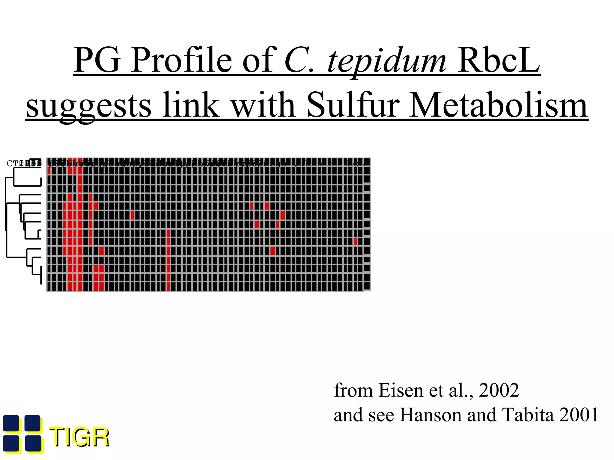 TIGRTIGR
PG Profile of C. tepidum RbcL
suggests link with Sulfur Metabolism
from Eisen et al., 2002
and see Hanson and Tabita 2001
CT1893 sulfhydrogenase, delta subunit hydDCT1681 ABC transporter, permease proteinCT2206 polysaccharide efflux transporter, putativeCT1271 glycosyl transferaseCT1965 conserved hypothetical proteinCT2256 geranylgeranyl hydrogenase bchPCT0011 deoxyhypusine synthase, putativeCT1772 ribulose bisphosphate carboxylase, large subunit rbcLCT1894 sulhydrogenase, alpha subunit hydACT0472 conserved hypothetical proteinCT0274 carbon-nitrogen hydrolase family proteinCT1891 sulfhydrogenase, beta subunit hydB-1CT1892 sulfhydrogenase, gamma subunit hydG-1CT1250 sulfhydrogenase, gamma subunit hydG-2CT1249 sulfhydrogenase, beta subunit hydB-2
 