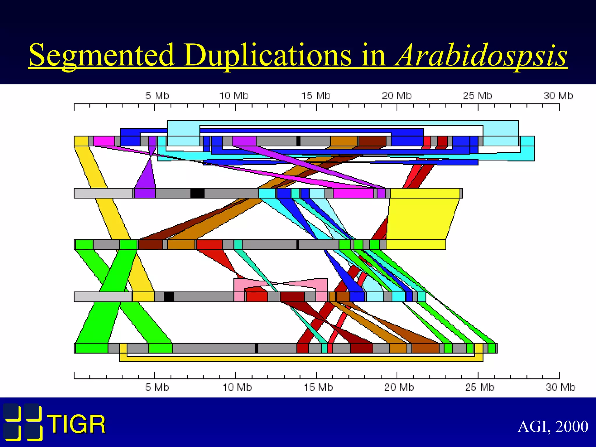 TIGRTIGR
Segmented Duplications in Arabidospsis
AGI, 2000
 
