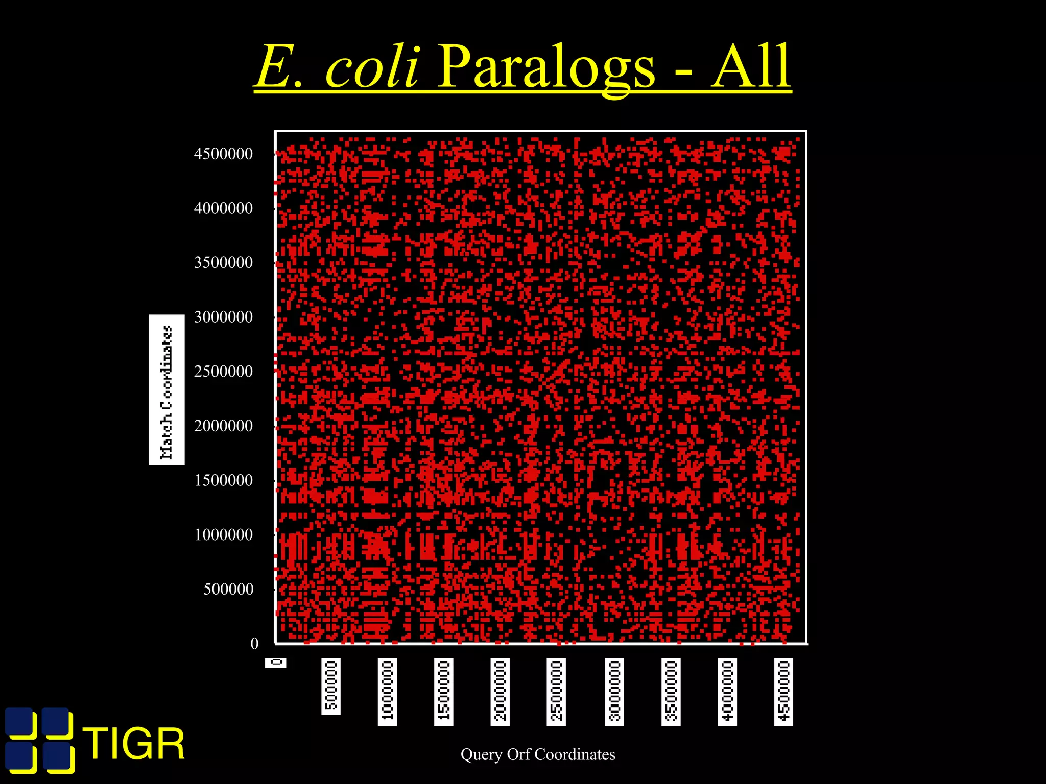 TIGRTIGR
E. coli Paralogs - All
0
500000
1000000
1500000
2000000
2500000
3000000
3500000
4000000
4500000
Match Coordinates
0
500000
10000001500000200000025000003000000350000040000004500000
Query Orf Coordinates
 