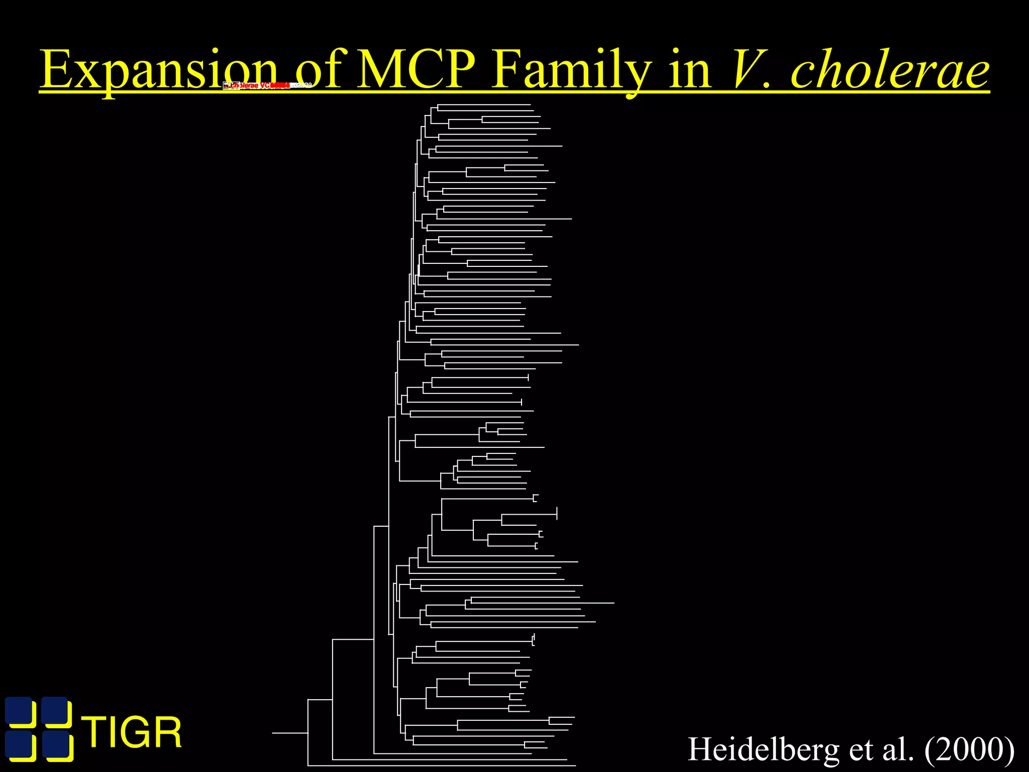 TIGRTIGR
Expansion of MCP Family in V. choleraeE.coli gi1787690B.subtilis gi2633766Synechocystis sp. gi1001299Synechocystis sp. gi1001300Synechocystis sp. gi1652276Synechocystis sp. gi1652103H.pylori gi2313716H.pylori99 gi4155097C.jejuni Cj1190cC.jejuni Cj1110cA.fulgidus gi2649560A.fulgidus gi2649548B.subtilis gi2634254B.subtilis gi2632630B.subtilis gi2635607B.subtilis gi2635608B.subtilis gi2635609B.subtilis gi2635610B.subtilis gi2635882E.coli gi1788195E.coli gi2367378E.coli gi1788194E.coli gi1789453C.jejuni Cj0144C.jejuni Cj0262cH.pylori gi2313186H.pylori99 gi4154603C.jejuni Cj1564C.jejuni Cj1506cH.pylori gi2313163H.pylori99 gi4154575H.pylori gi2313179H.pylori99 gi4154599C.jejuni Cj0019cC.jejuni Cj0951cC.jejuni Cj0246cB.subtilis gi2633374T.maritima TM0014T.pallidum gi3322777T.pallidum gi3322939T.pallidum gi3322938B.burgdorferi gi2688522T.pallidum gi3322296B.burgdorferi gi2688521T.maritima TM0429T.maritima TM0918T.maritima TM0023T.maritima TM1428T.maritima TM1143T.maritima TM1146P.abyssi PAB1308P.horikoshii gi3256846P.abyssi PAB1336P.horikoshii gi3256896P.abyssi PAB2066P.horikoshii gi3258290P.abyssi PAB1026P.horikoshii gi3256884D.radiodurans DRA00354D.radiodurans DRA0353D.radiodurans DRA0352P.abyssi PAB1189P.horikoshii gi3258414B.burgdorferi gi2688621M.tuberculosis gi1666149V.cholerae VC0512V.cholerae VCA1034V.cholerae VCA0974V.cholerae VCA0068V.cholerae VC0825V.cholerae VC0282V.cholerae VCA0906V.cholerae VCA0979V.cholerae VCA1056V.cholerae VC1643V.cholerae VC2161V.cholerae VCA0923V.cholerae VC0514V.cholerae VC1868V.cholerae VCA0773V.cholerae VC1313V.cholerae VC1859V.cholerae VC1413V.cholerae VCA0268V.cholerae VCA0658V.cholerae VC1405V.cholerae VC1298V.cholerae VC1248V.cholerae VCA0864V.cholerae VCA0176V.cholerae VCA0220V.cholerae VC1289V.cholerae VCA1069V.cholerae VC2439V.cholerae VC1967V.cholerae VCA0031V.cholerae VC1898V.cholerae VCA0663V.cholerae VCA0988V.cholerae VC0216V.cholerae VC0449V.cholerae VCA0008V.cholerae VC1406V.cholerae VC1535V.cholerae VC0840V.cholerae VC0098V.cholerae VCA1092V.cholerae VC1403V.cholerae VCA1088V.cholerae VC1394V.cholerae VC0622NJ*******************************************************************************
Heidelberg et al. (2000)
 