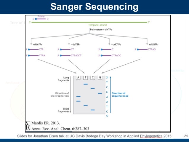 Sanger Method Of Dna Sequencing Flow Chart