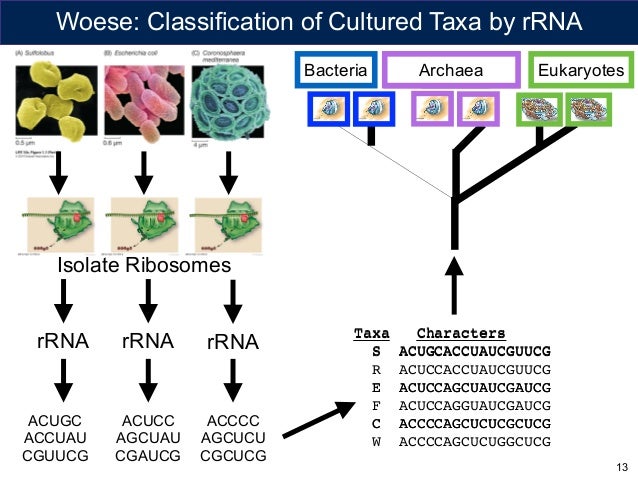 Talk By J Eisen For Nz Computational Genomics Meeting