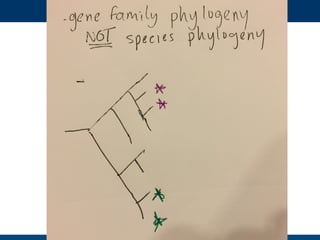 Hand drawn slides for talk for #PSB17 on Evolution and functional prediction