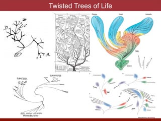 The Twisted Tree of Life (tTOL) Awards | PDF