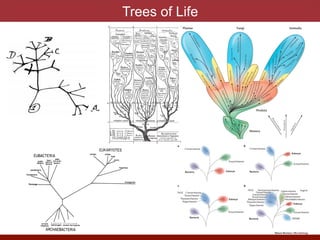 The Twisted Tree of Life (tTOL) Awards | PDF