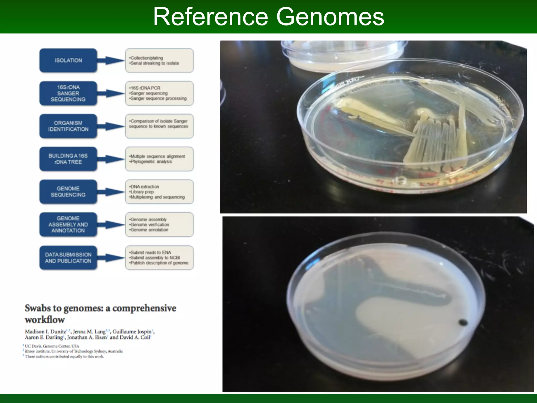 Probiotic consortium from Pocillopora damicornis
BMC screening
7 strains
Microbial Manipulation of Coral
 