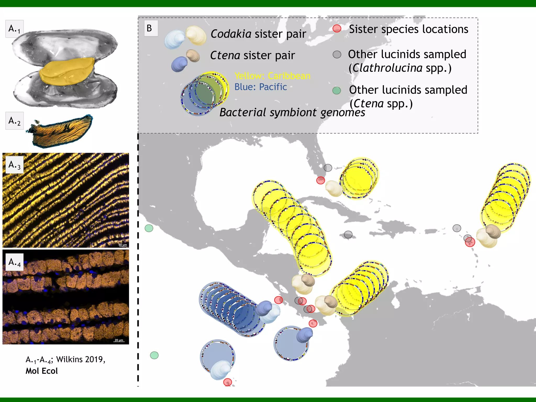 Istmobiome Project
~ 3 million years
ago…
Formation of the Panama
Isthmus split the Atlantic
and Pacific Oceans
This geographic barrier
facilitated the speciation of
macro- and micro-organisms
“Divergence of Marine Symbiosis After the
Rise of the Isthmus of Panama”
Collaboration Between STRI and UC Davis
See http://istmobiome.net
Bill Wcislo
 