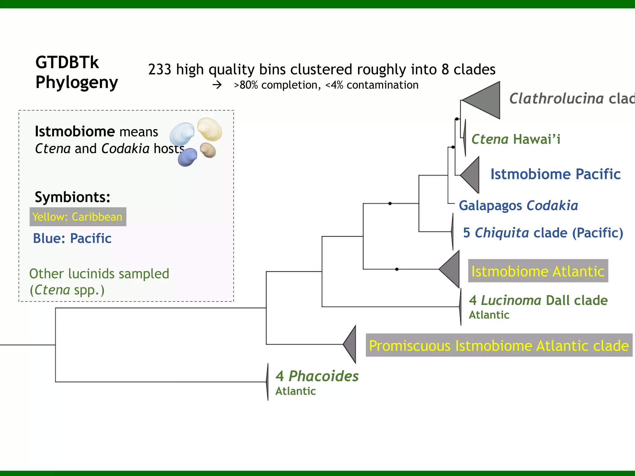 Lucinid Clams
Laetitia
Wilkins
 