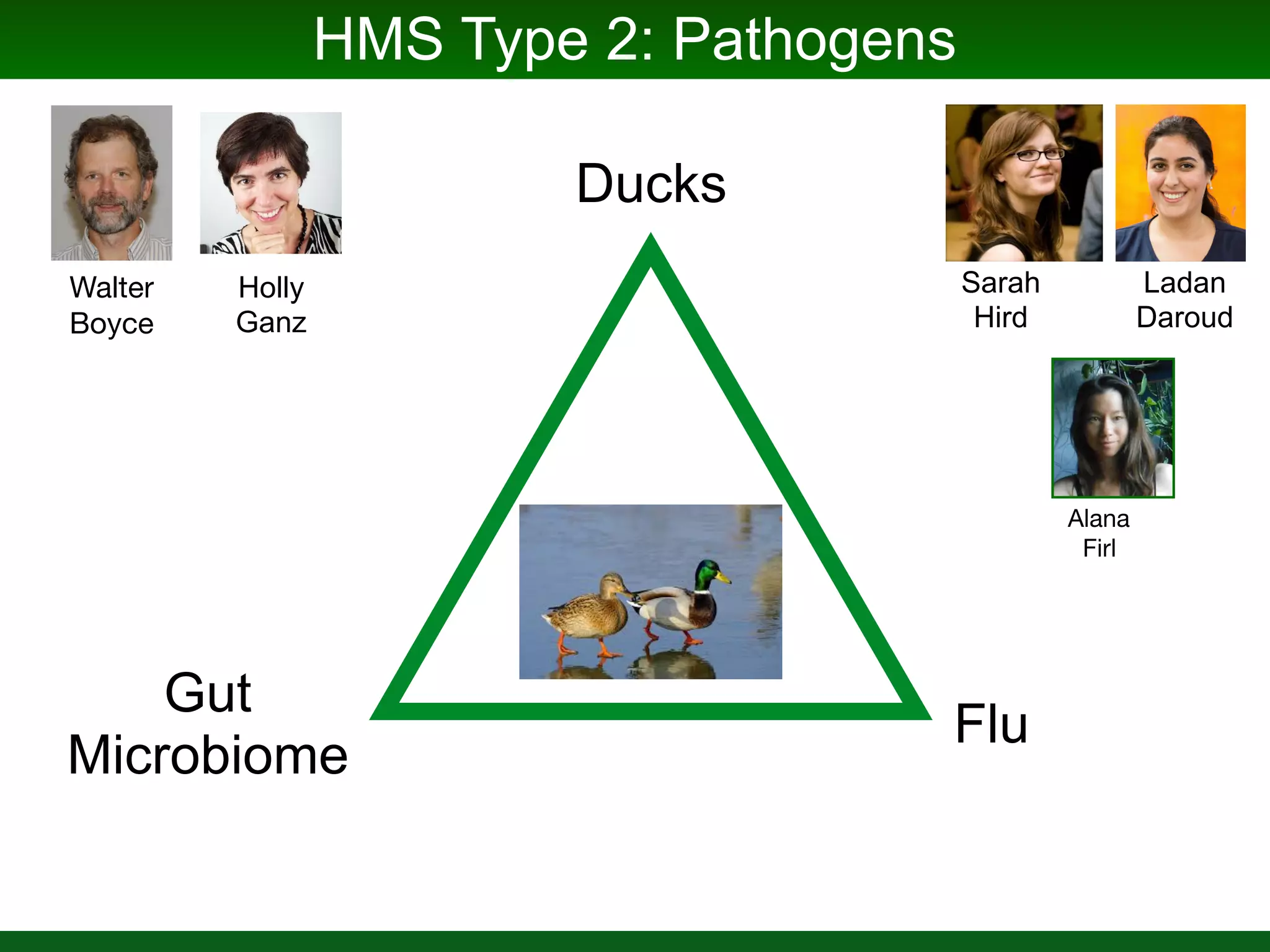HMS Type 1: Nutrient Acquisition
Glassy Winged Sharpshooter
Gut
Endosymbionts
Trying to
Live on
Xylem Fluid
Nancy Moran
Dongying Wu
 