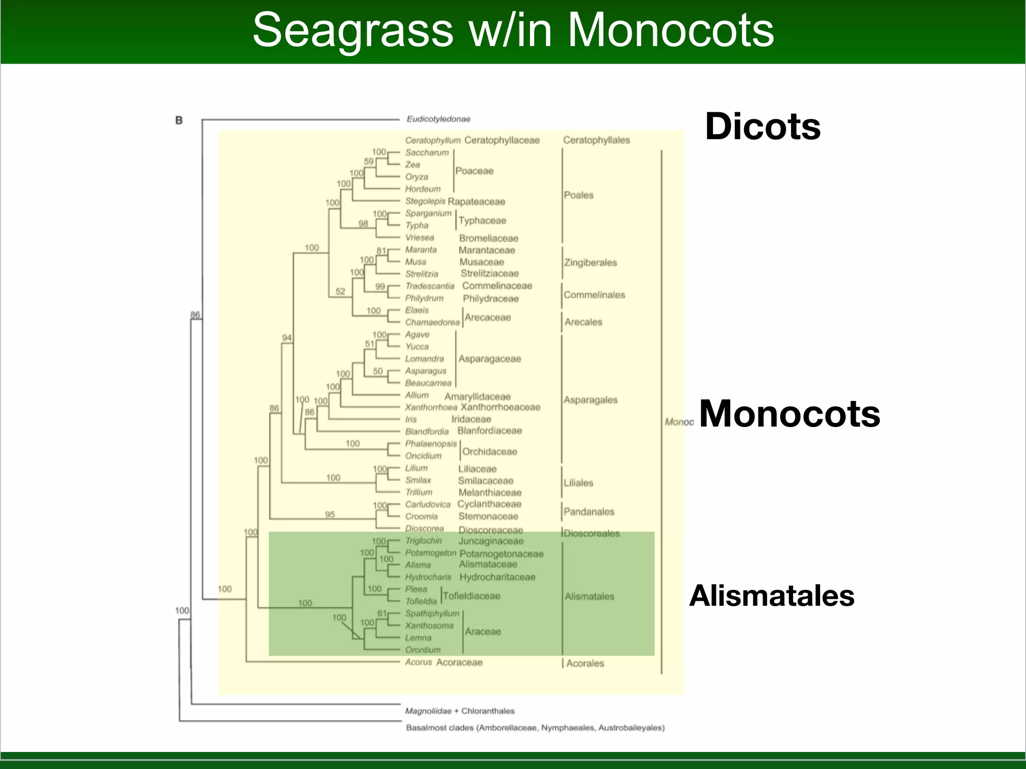 Oct. 2010 Jim Doyle: Aquatic Monocots
 