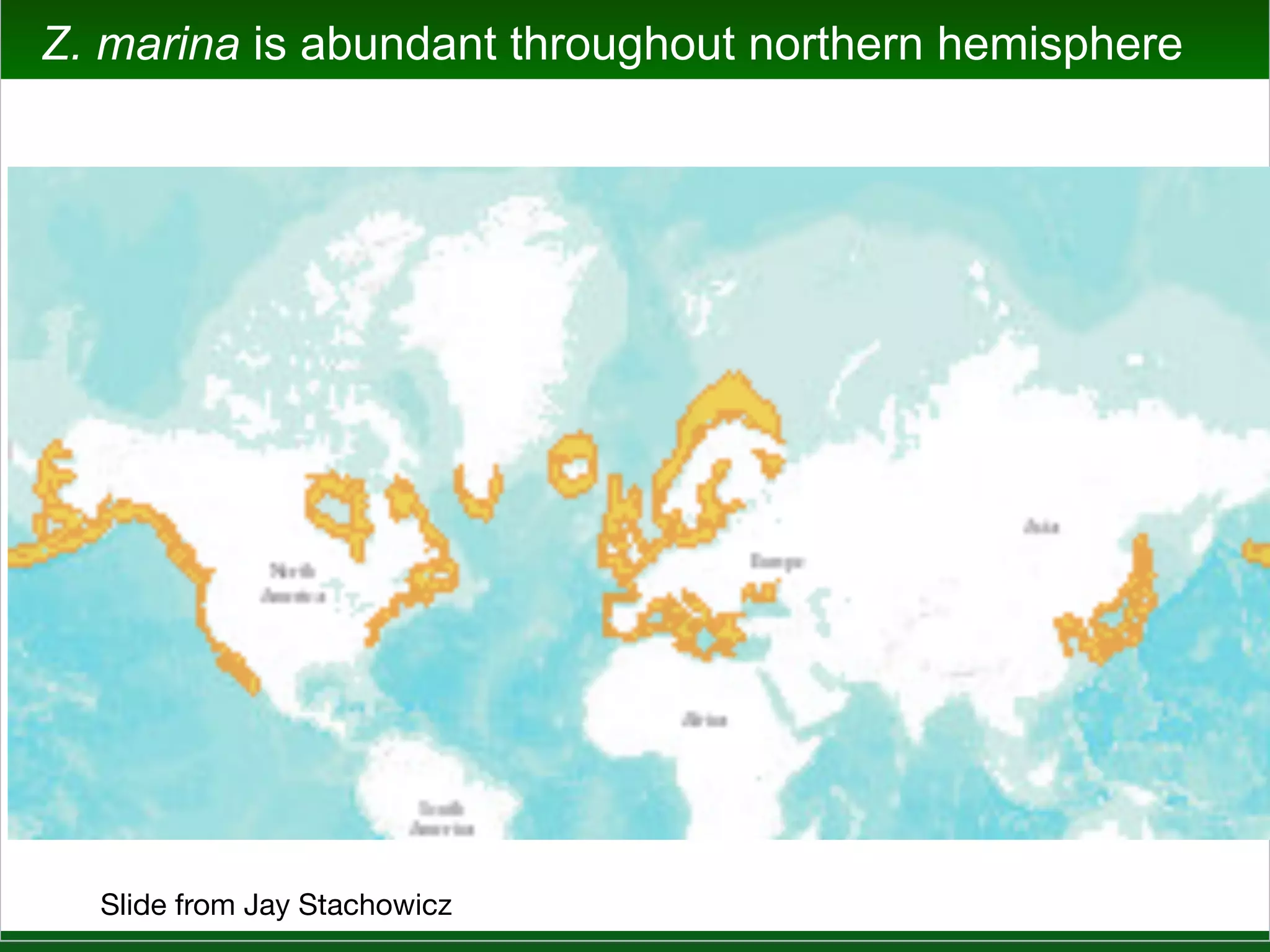 Jay Stachowicz - Seagrass EcoEvo
• Stachowicz lab
 