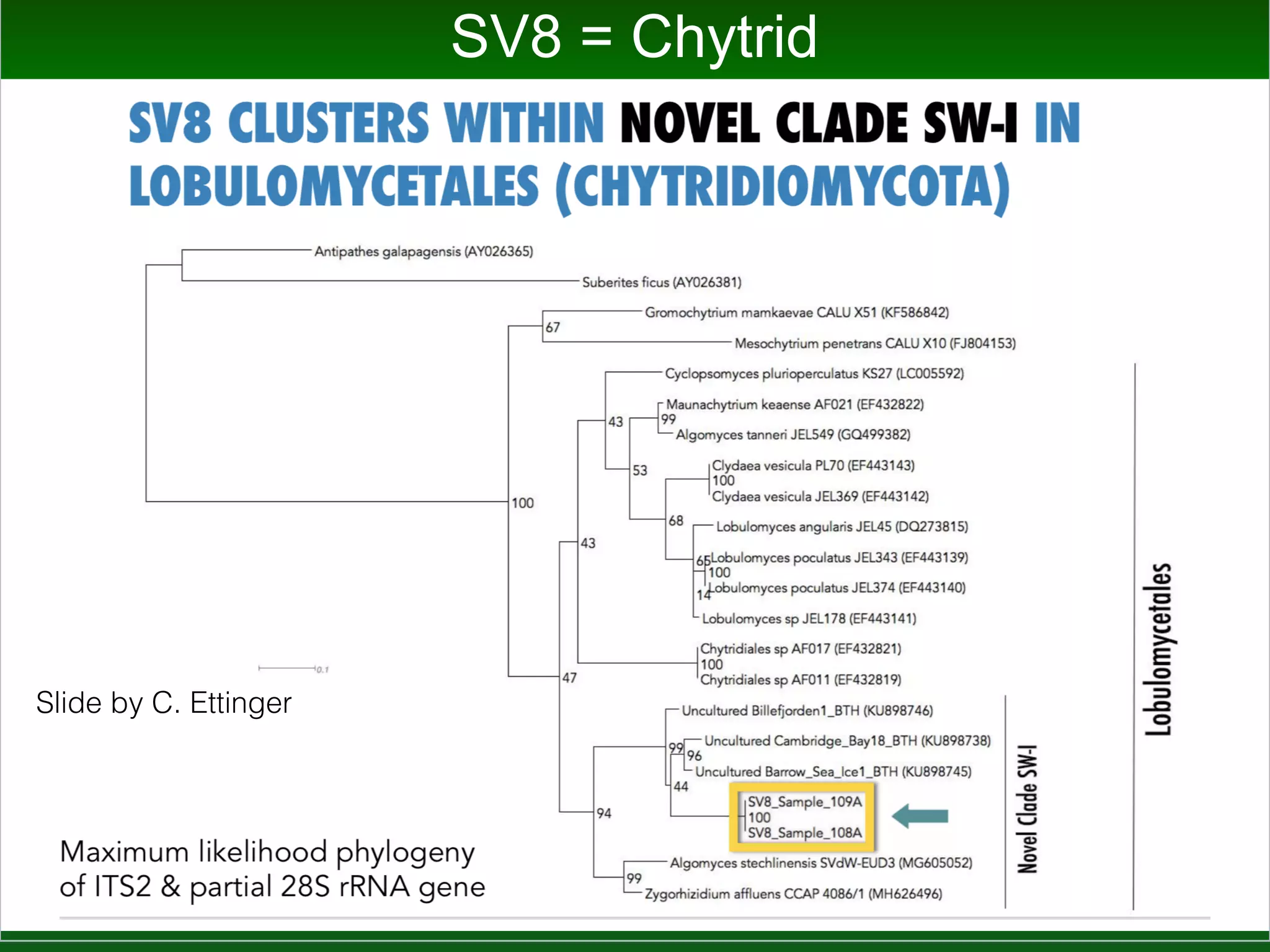 Lots of Unclassified Sequences
Slide by C. Ettinger
 