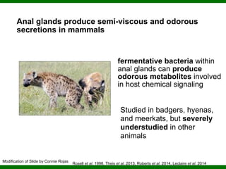 Phylogenomics and the Diversity and Diversification of Microbes | PDF