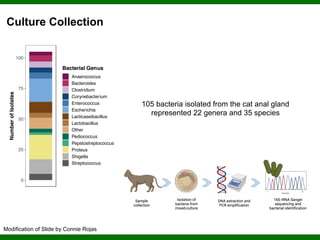 Phylogenomics and the Diversity and Diversification of Microbes | PDF