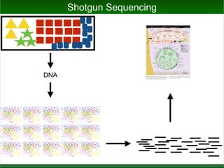 Shotgun Sequencing
DNA
inputs of fixed carbon or nitrogen from external sources. As with
Leptospirillum group I, both Leptospirillum group II and III have the
genes needed to fix carbon by means of the Calvin–Benson–
Bassham cycle (using type II ribulose 1,5-bisphosphate carboxy-
lase–oxygenase). All genomes recovered from the AMD system
contain formate hydrogenlyase complexes. These, in combination
with carbon monoxide dehydrogenase, may be used for carbon
fixation via the reductive acetyl coenzyme A (acetyl-CoA) pathway
by some, or all, organisms. Given the large number of ABC-type
sugar and amino acid transporters encoded in the Ferroplasma type
Figure 4 Cell metabolic cartoons constructed from the annotation of 2,180 ORFs
identified in the Leptospirillum group II genome (63% with putative assigned function) and
1,931 ORFs in the Ferroplasma type II genome (58% with assigned function). The cell
cartoons are shown within a biofilm that is attached to the surface of an acid mine
drainage stream (viewed in cross-section). Tight coupling between ferrous iron oxidation,
pyrite dissolution and acid generation is indicated. Rubisco, ribulose 1,5-bisphosphate
carboxylase–oxygenase. THF, tetrahydrofolate.
articles
NATURE | doi:10.1038/nature02340 | www.nature.com/nature 5
©2004 NaturePublishing Group
 
