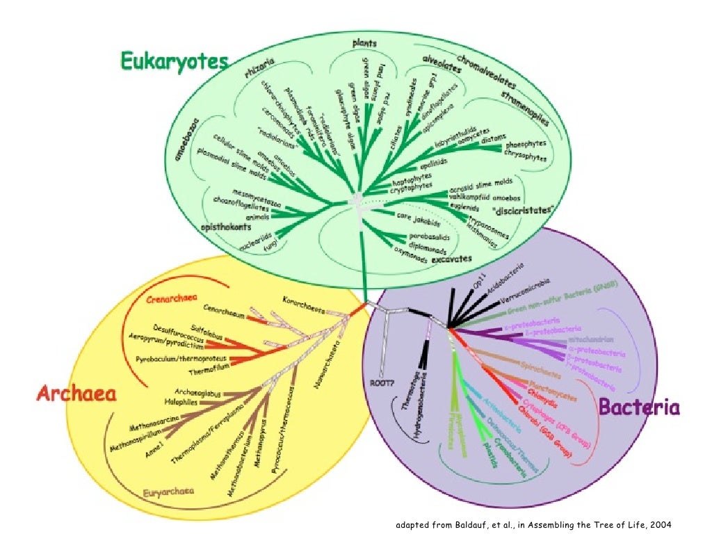 What is the role of the tree of life in studying evolution? image