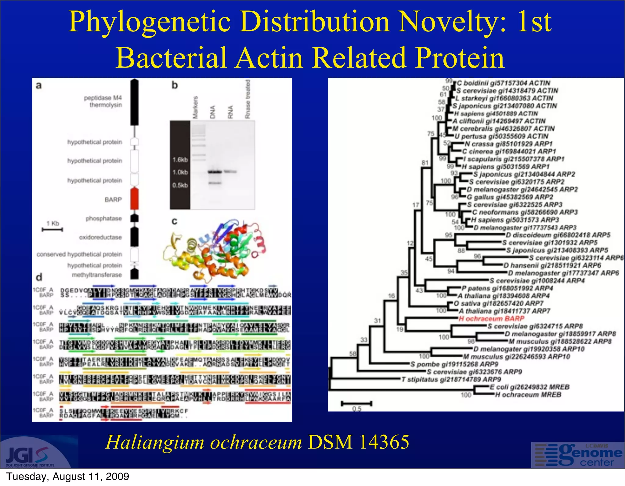 Phylogenetic Distribution Novelty: 1st
               Bacterial Actin Related Protein




                   Haliangium ochraceum DSM 14365
Tuesday, August 11, 2009
 