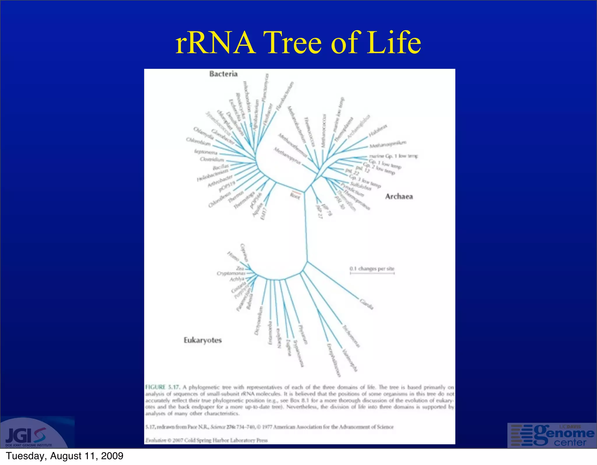 rRNA Tree of Life




Tuesday, August 11, 2009
 
