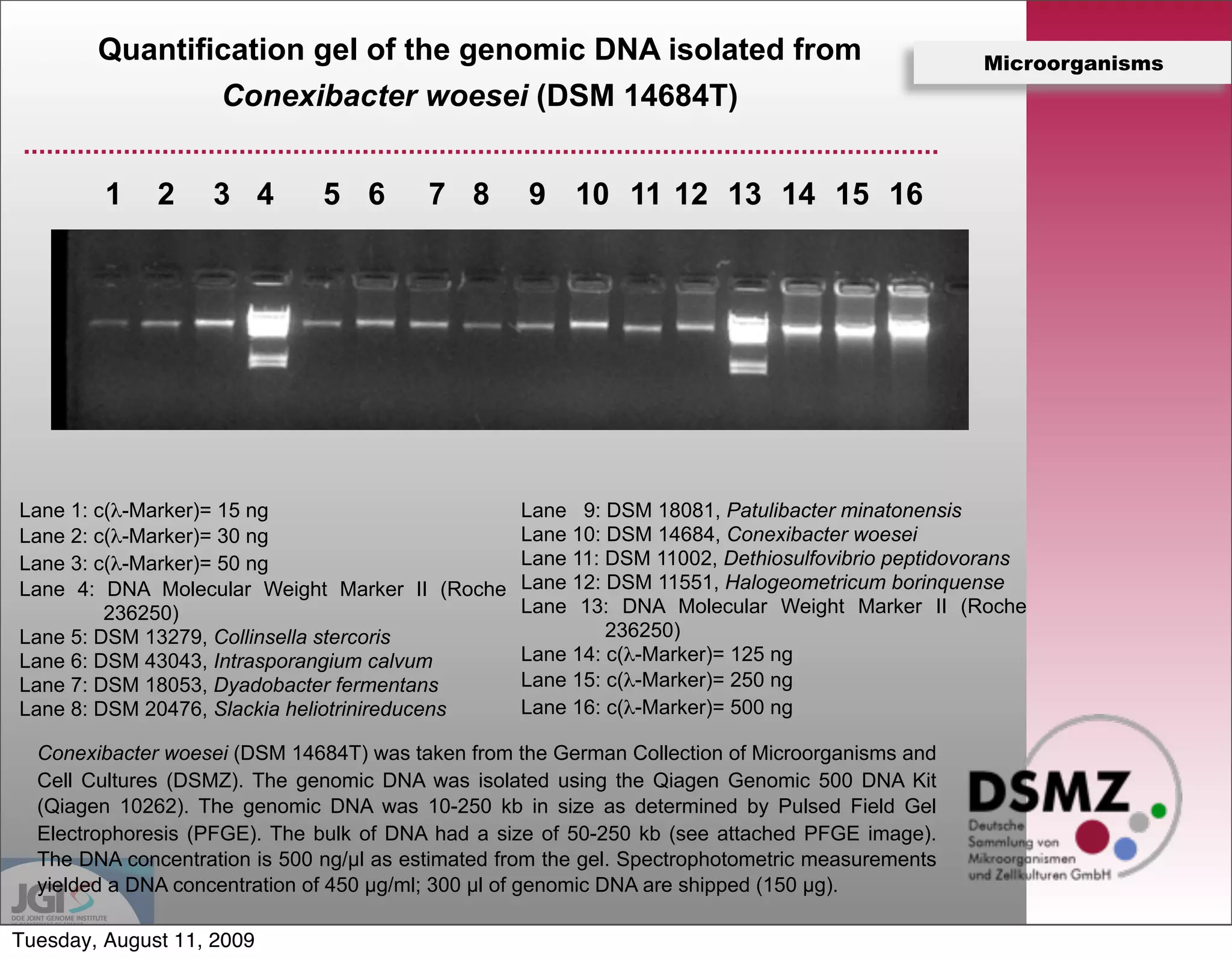Quantification gel of the genomic DNA isolated from                                       Microorganisms
                Conexibacter woesei (DSM 14684T)


         1    2     3 4        5 6        7 8       9 10 11 12 13 14 15 16




Lane 1: c(λ-Marker)= 15 ng                          Lane 9: DSM 18081, Patulibacter minatonensis
Lane 2: c(λ-Marker)= 30 ng                          Lane 10: DSM 14684, Conexibacter woesei
Lane 3: c(λ-Marker)= 50 ng                          Lane 11: DSM 11002, Dethiosulfovibrio peptidovorans
Lane 4: DNA Molecular Weight Marker II (Roche       Lane 12: DSM 11551, Halogeometricum borinquense
         236250)                                    Lane 13: DNA Molecular Weight Marker II (Roche
Lane 5: DSM 13279, Collinsella stercoris                     236250)
Lane 6: DSM 43043, Intrasporangium calvum           Lane 14: c(λ-Marker)= 125 ng
Lane 7: DSM 18053, Dyadobacter fermentans           Lane 15: c(λ-Marker)= 250 ng
Lane 8: DSM 20476, Slackia heliotrinireducens       Lane 16: c(λ-Marker)= 500 ng

  Conexibacter woesei (DSM 14684T) was taken from the German Collection of Microorganisms and
  Cell Cultures (DSMZ). The genomic DNA was isolated using the Qiagen Genomic 500 DNA Kit
  (Qiagen 10262). The genomic DNA was 10-250 kb in size as determined by Pulsed Field Gel
  Electrophoresis (PFGE). The bulk of DNA had a size of 50-250 kb (see attached PFGE image).
  The DNA concentration is 500 ng/µl as estimated from the gel. Spectrophotometric measurements
  yielded a DNA concentration of 450 µg/ml; 300 µl of genomic DNA are shipped (150 µg).

Tuesday, August 11, 2009
 