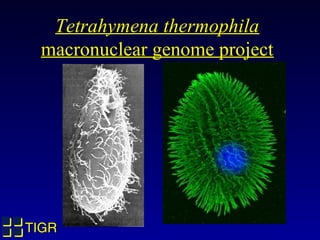 Tetrahymena thermophila
 macronuclear genome project




TIGR
 