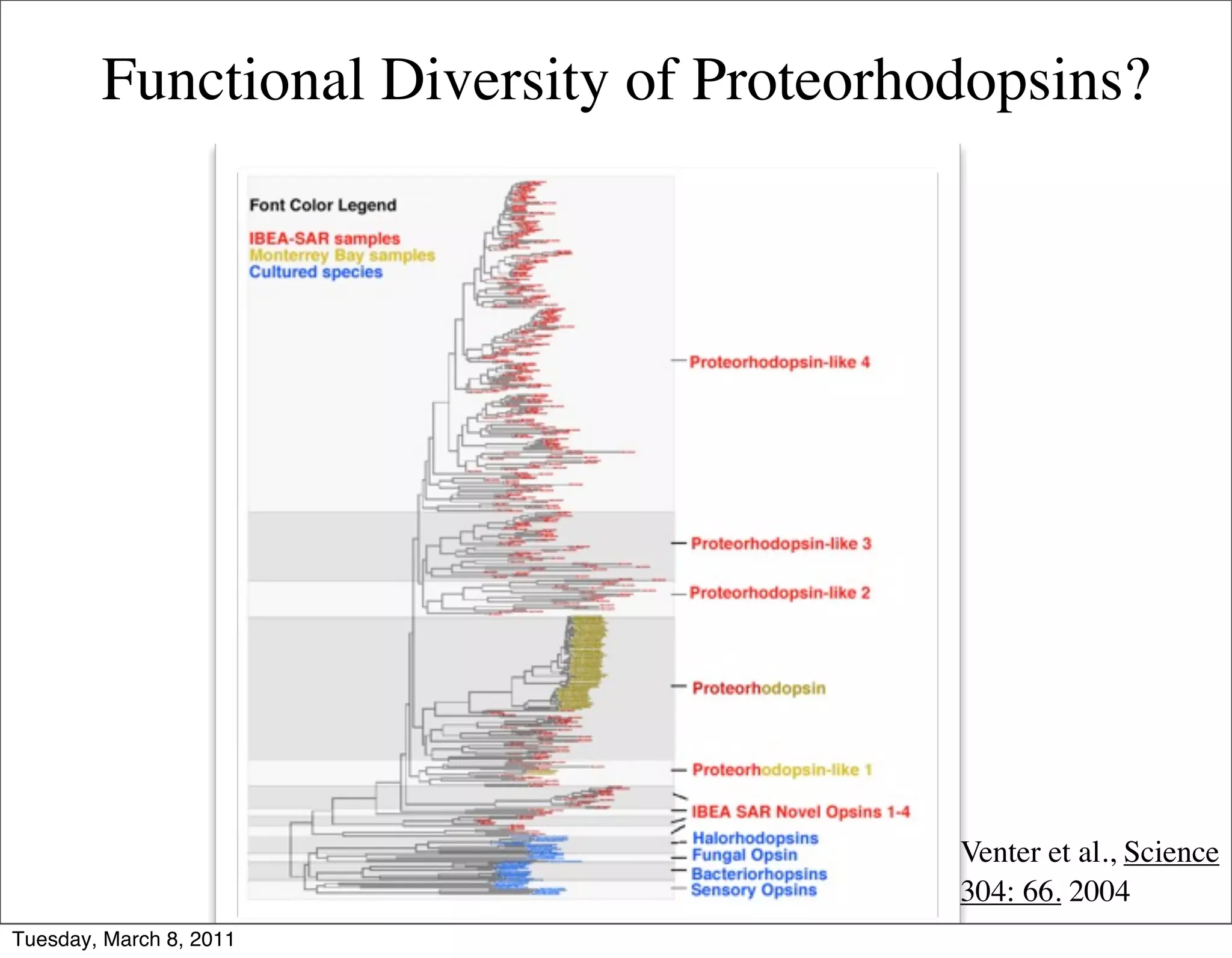 Functional Diversity of Proteorhodopsins?




                                         Venter et al., Science
                                         304: 66. 2004
Tuesday, March 8, 2011
 