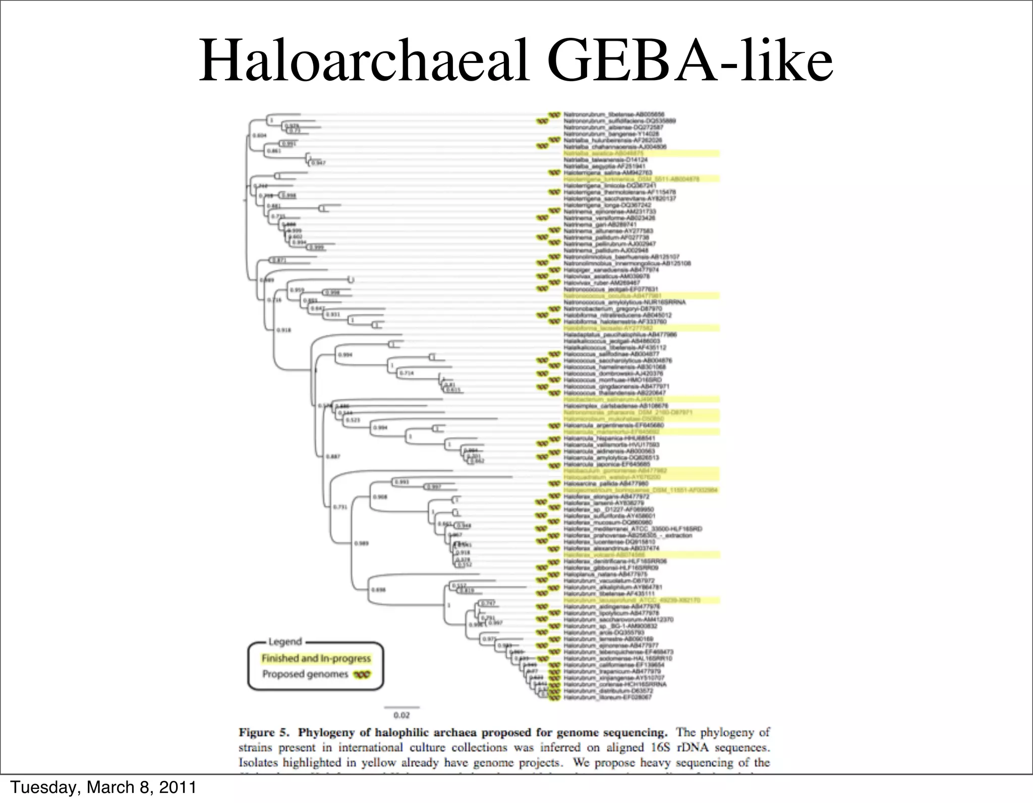 Haloarchaeal GEBA-like




Tuesday, March 8, 2011
 